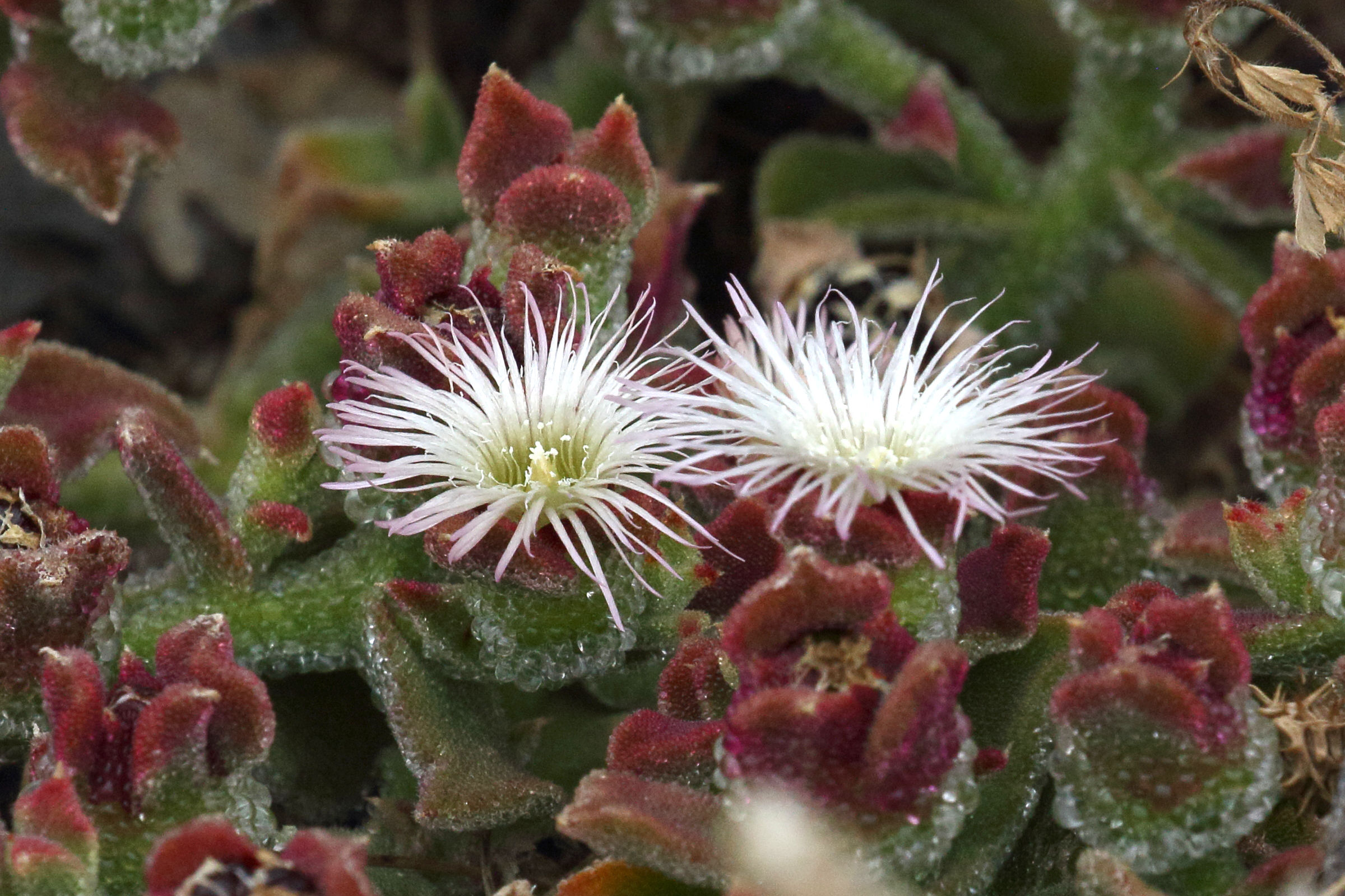 Afficher le média mesembryanthemum_crystallinum7md mesembryanthemum_crystallinum7md