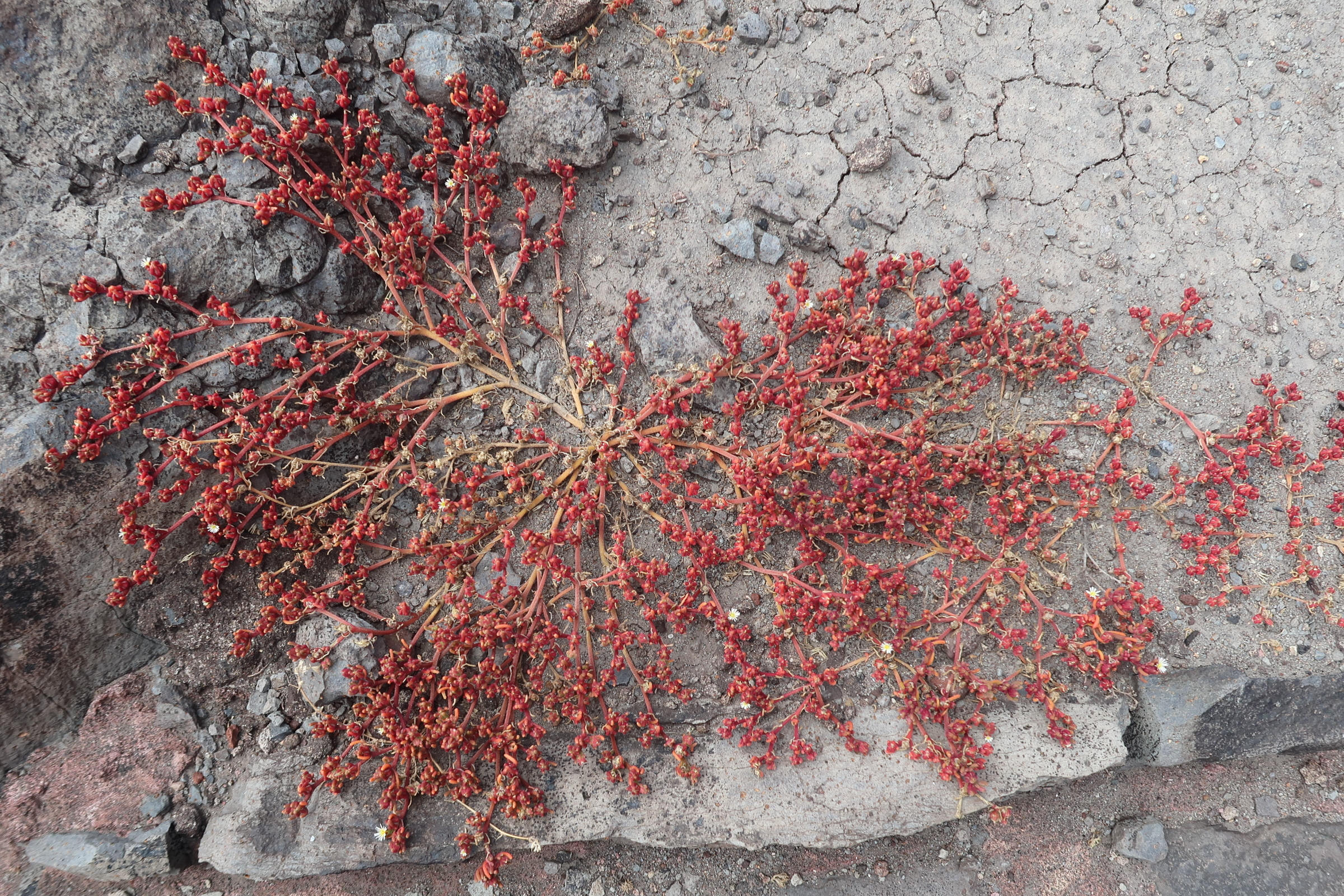 Afficher le média mesembryanthemum_crystallinum8md mesembryanthemum_crystallinum8md