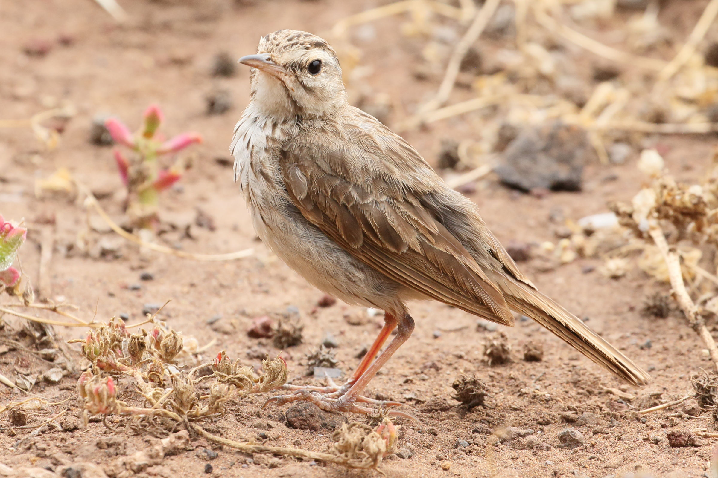 pipit_de_berthelot_-_anthus_berthelotii4md