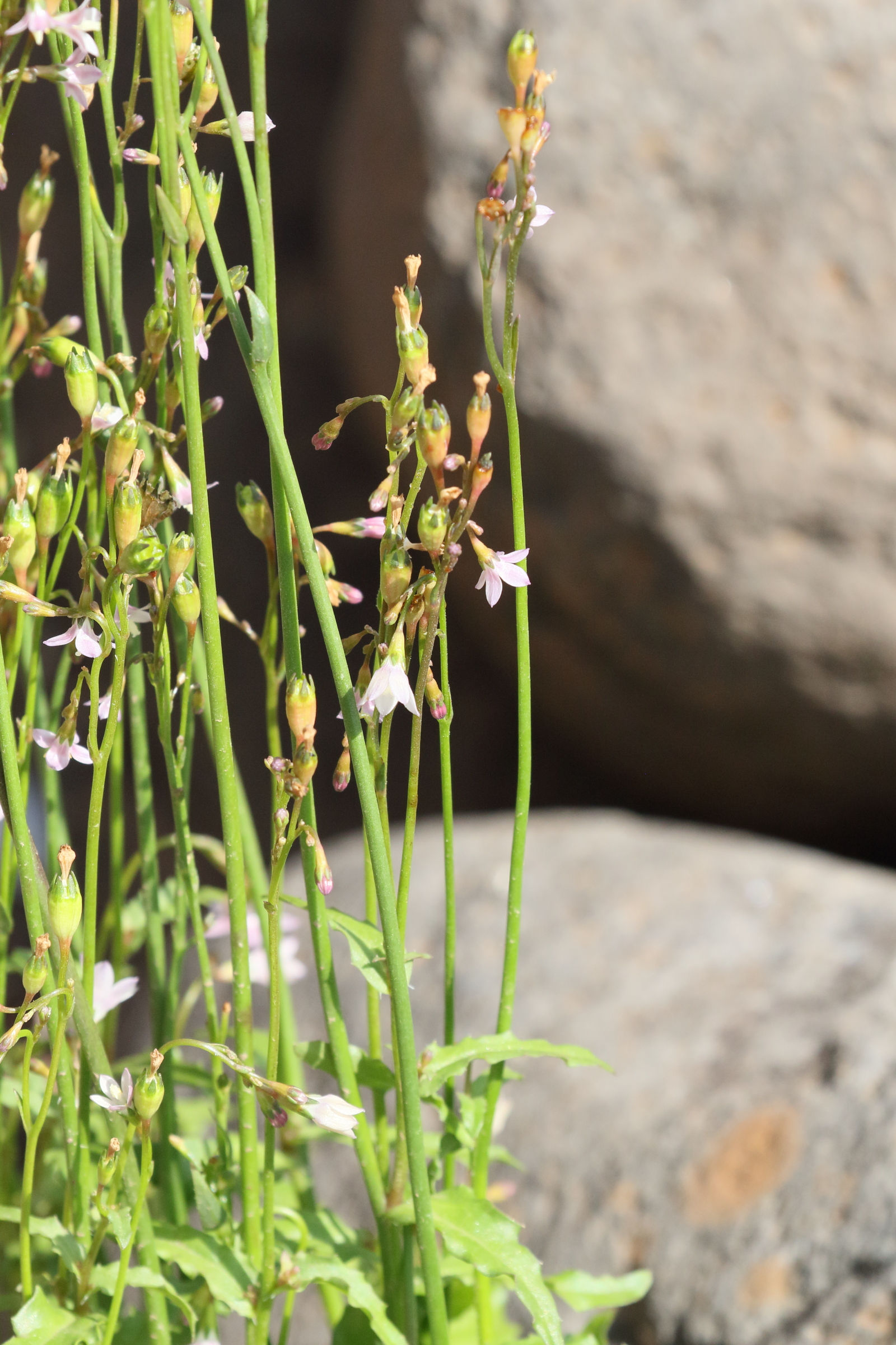 Afficher le média wahlenbergia_lobelioides4md wahlenbergia_lobelioides4md