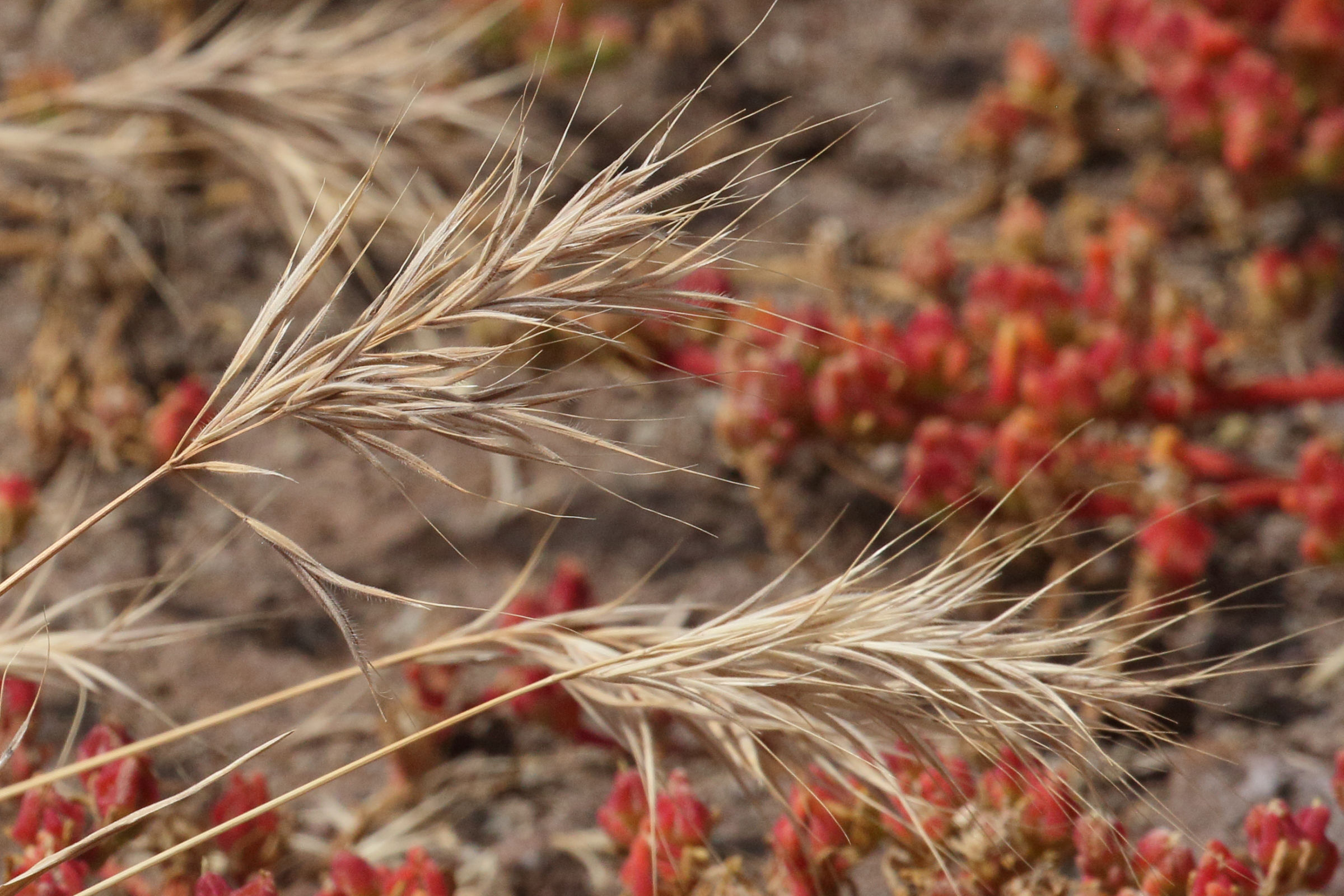 bromus_madrilensis1md