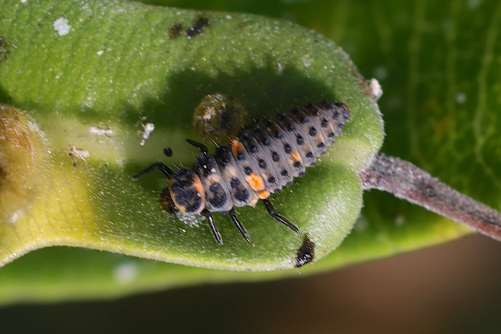 Afficher le média coccinella_septempunctata_larv2md coccinella_septempunctata_larv2md