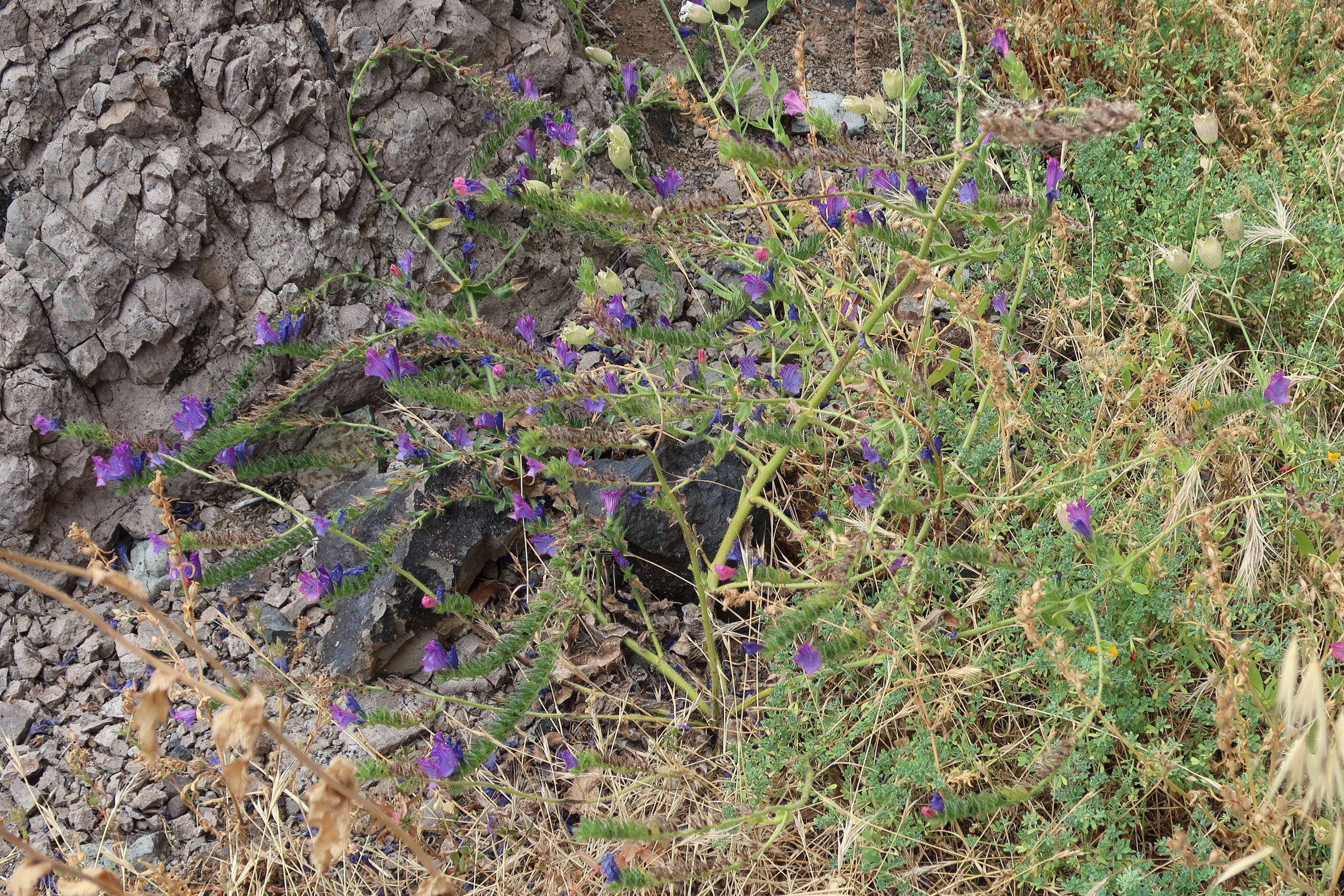 Afficher le média echium_plantagineum3md echium_plantagineum3md