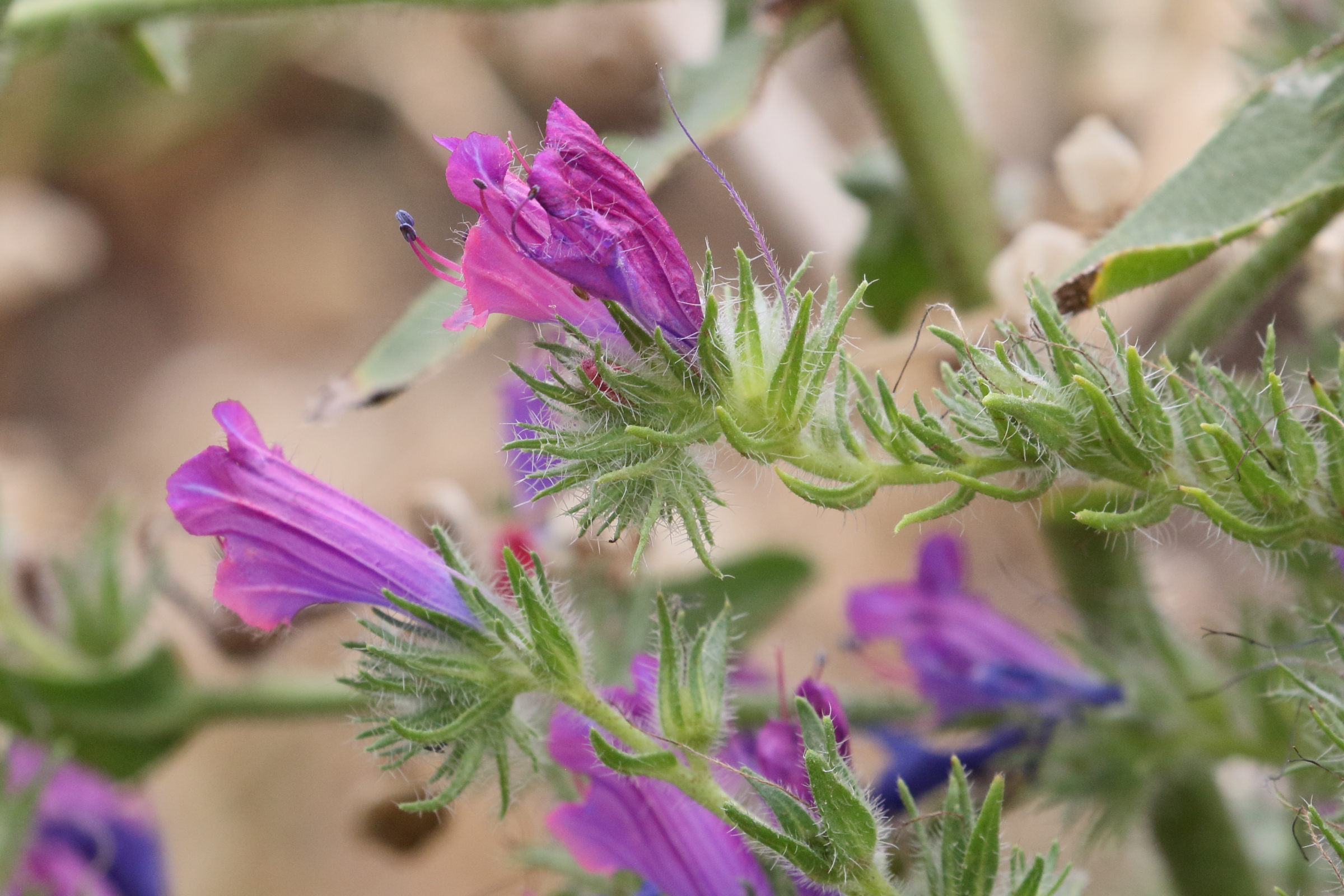 Afficher le média echium_plantagineum4md echium_plantagineum4md