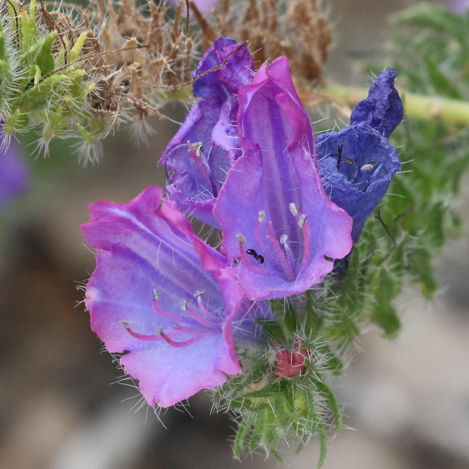 Afficher le média echium_plantagineum5md echium_plantagineum5md