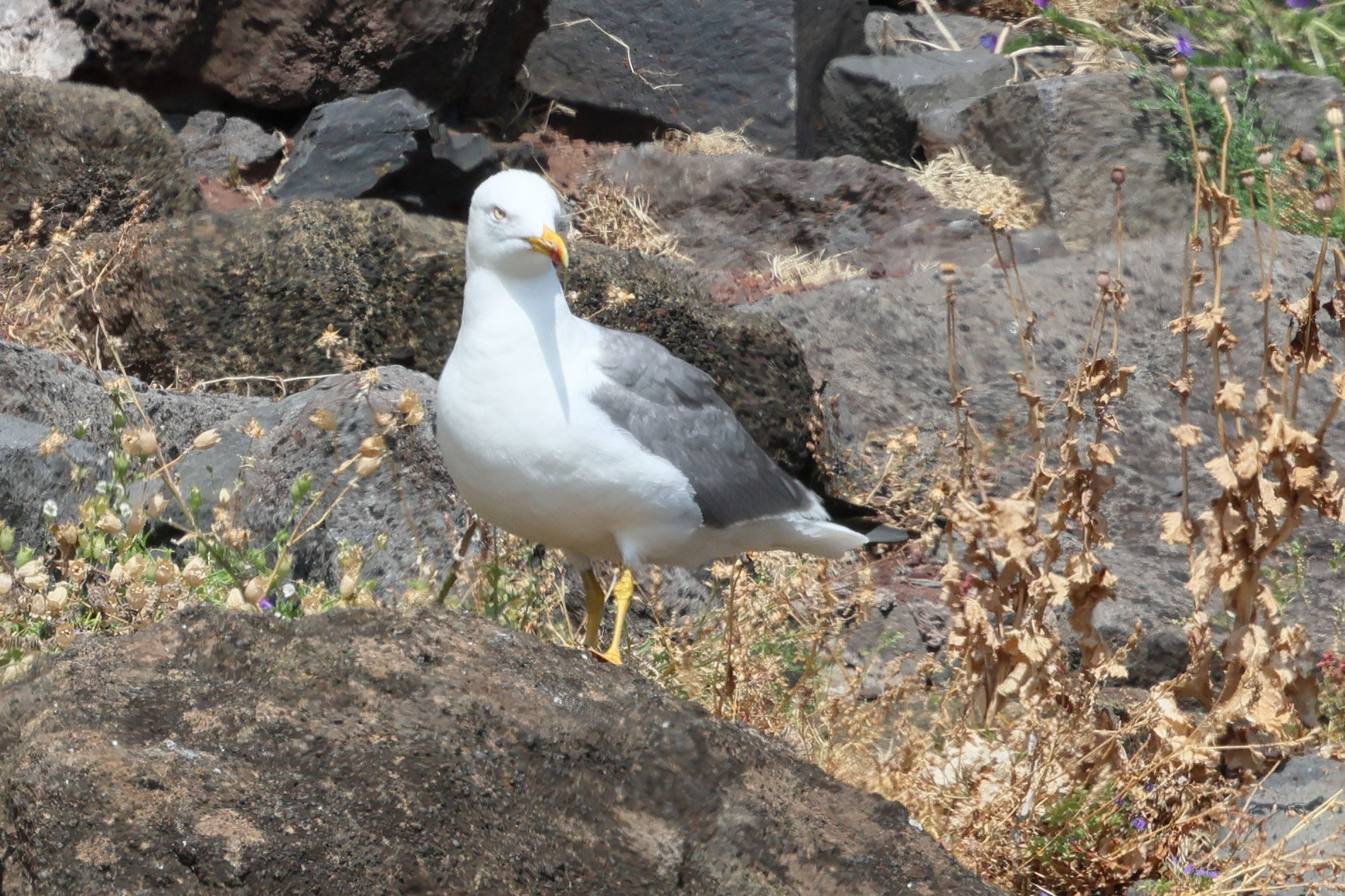 goeland_leucophee_atlantis_-_larus_michahellis_atlantis1bd