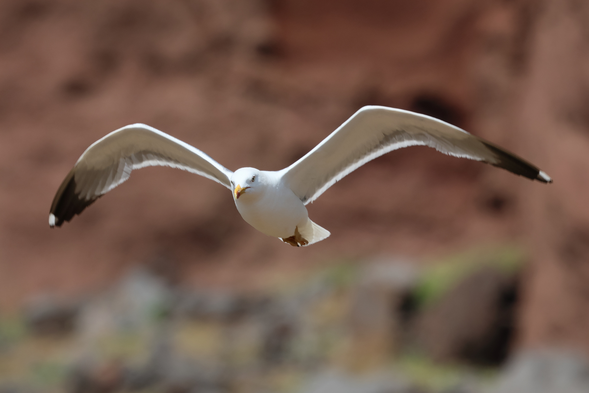 goeland_leucophee_atlantis_-_larus_michahellis_atlantis2bd