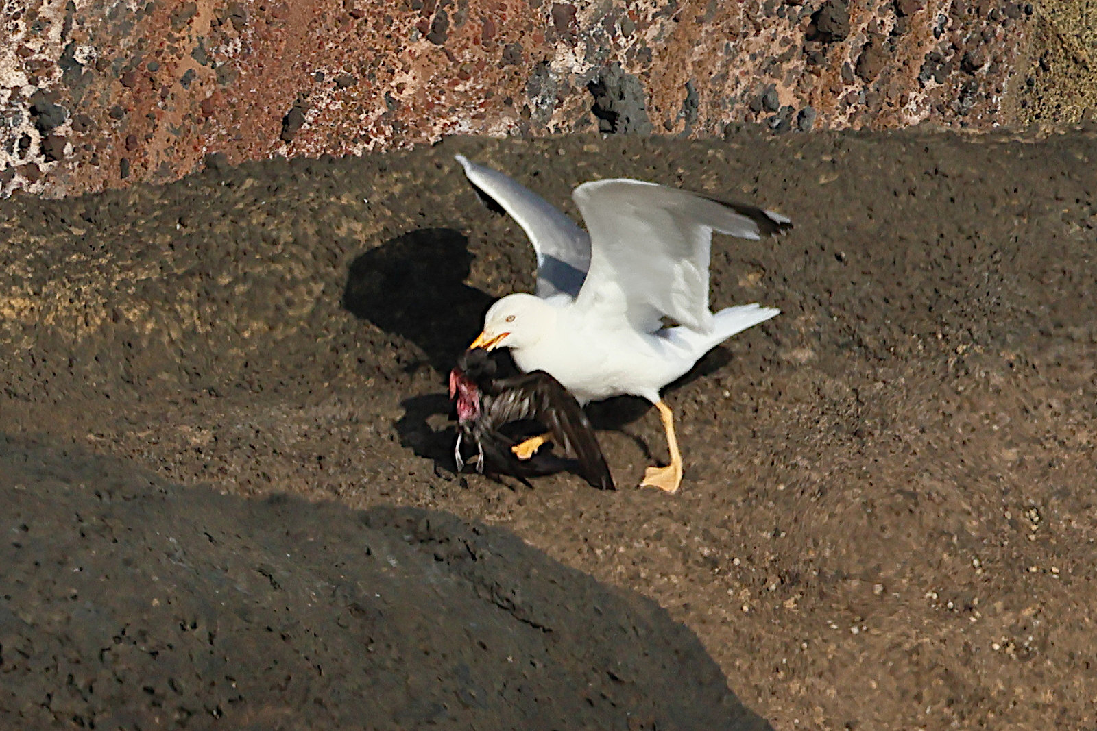 goeland_leucophee_atlantis_-_larus_michahellis_atlantis3bd