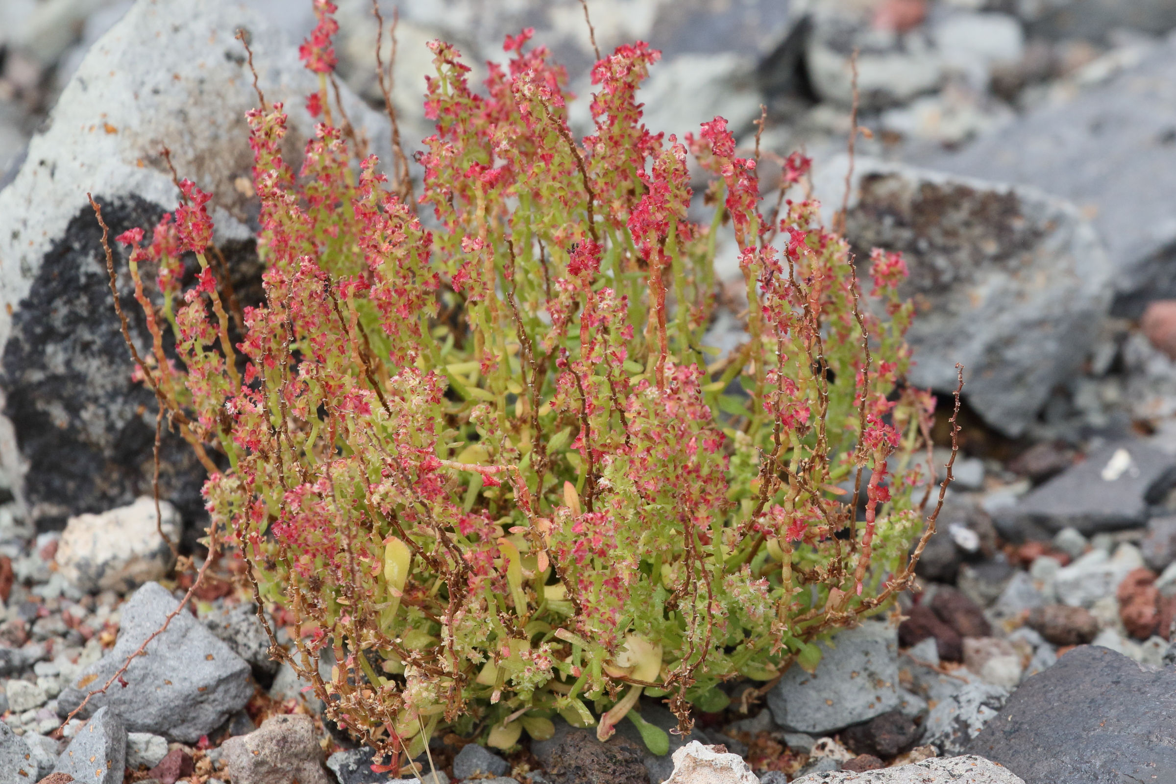 rumex_bucephalophorus1md