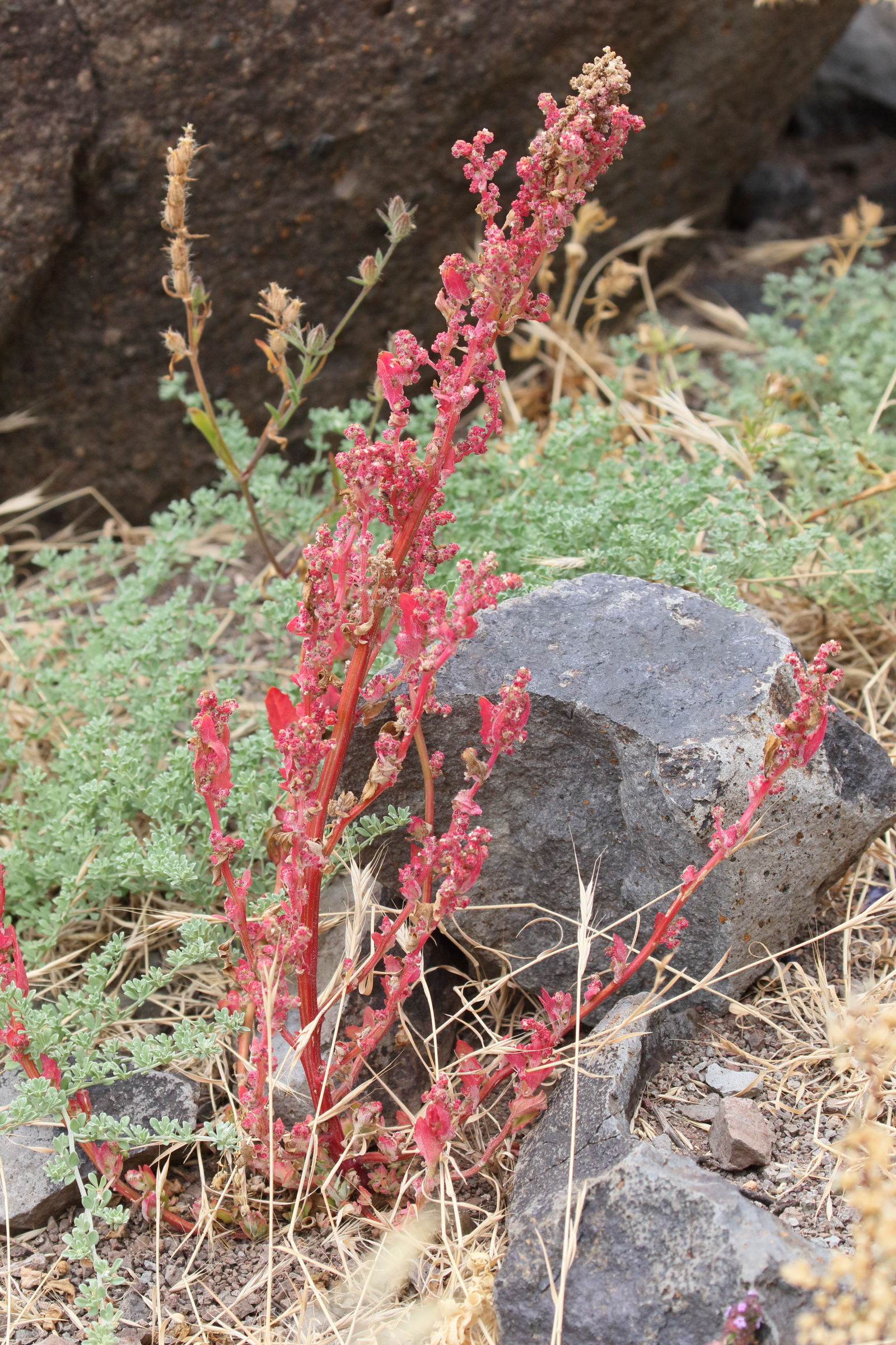 rumex_bucephalophorus2md