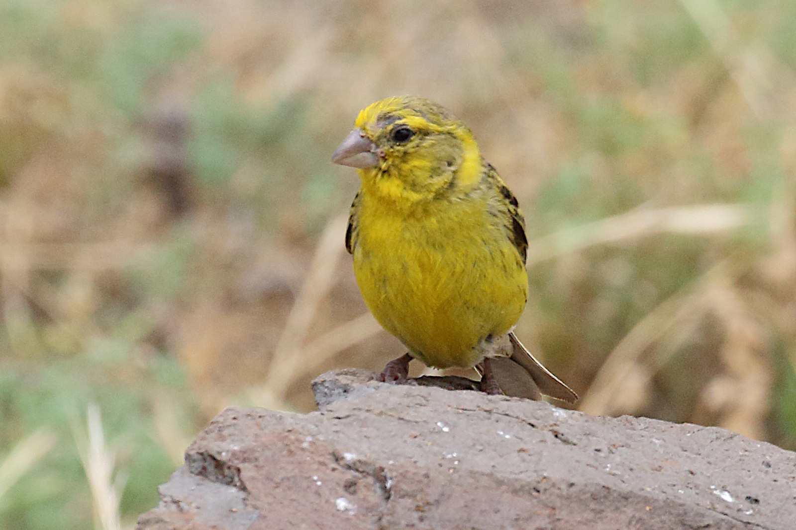 serin_des_canaries_-_serinus_canaria1md