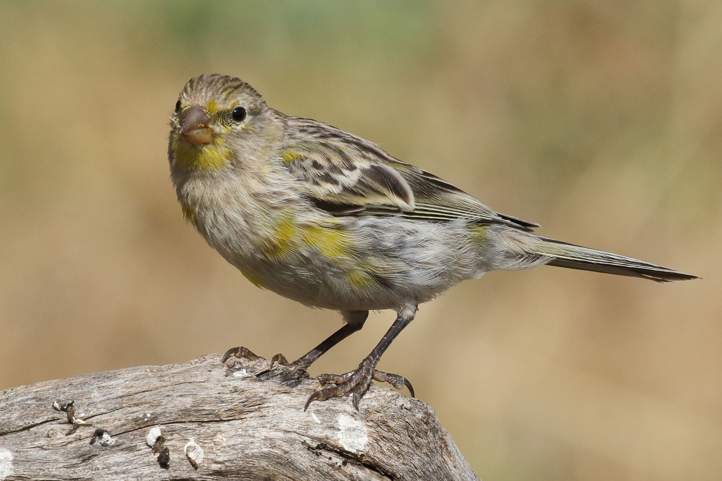 serin_des_canaries_-_serinus_canaria2md