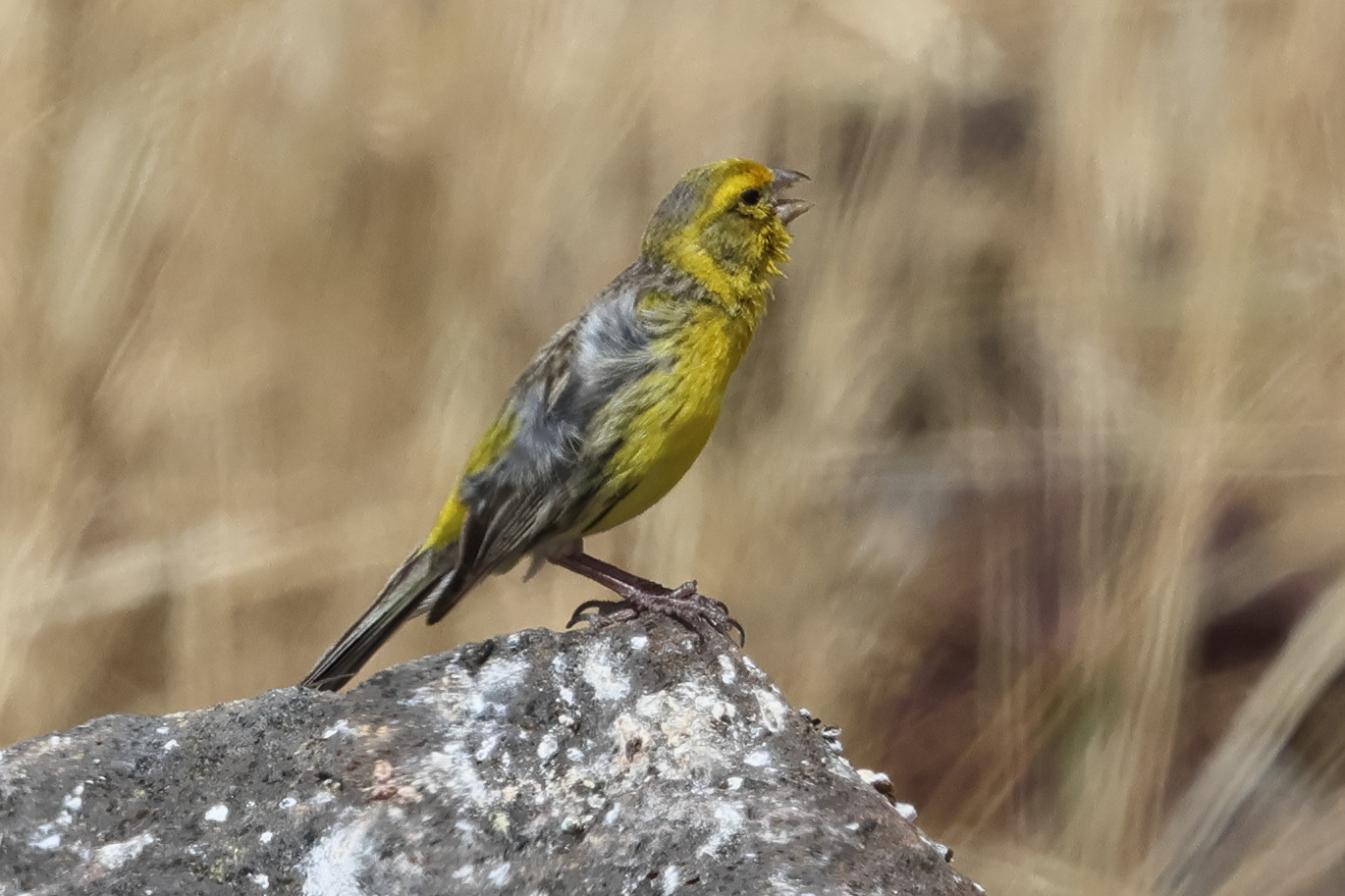 serin_des_canaries_-_serinus_canaria3bd