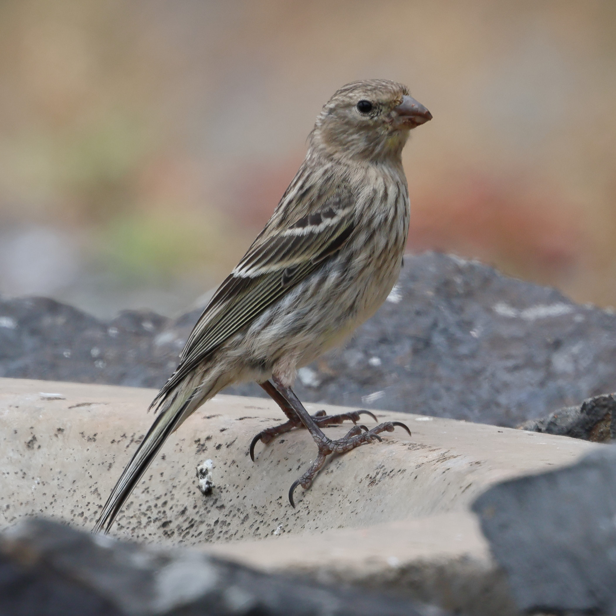 serin_des_canaries_-_serinus_canaria4bd