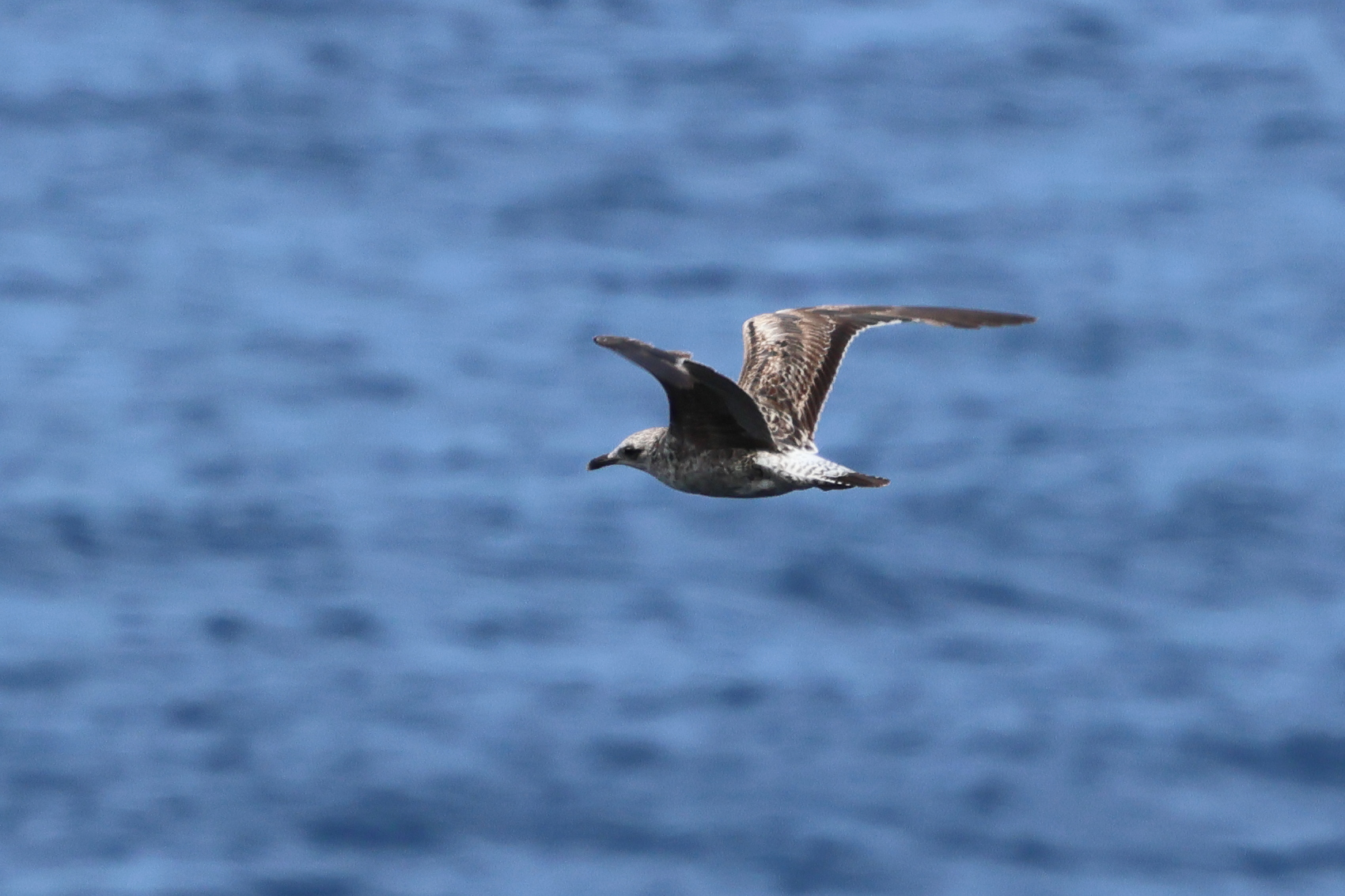 goeland_leucophee_atlantis_-_larus_michahellis_atlantis4bd