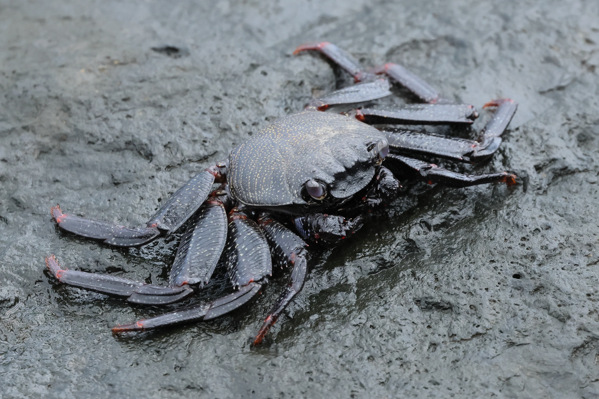 grapsus_adscensionis7bd