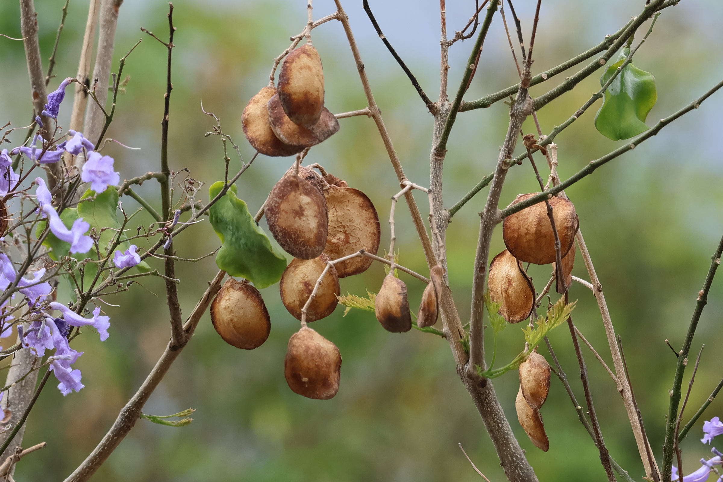 Afficher le média jacaranda_mimosifolia6bd jacaranda_mimosifolia6bd