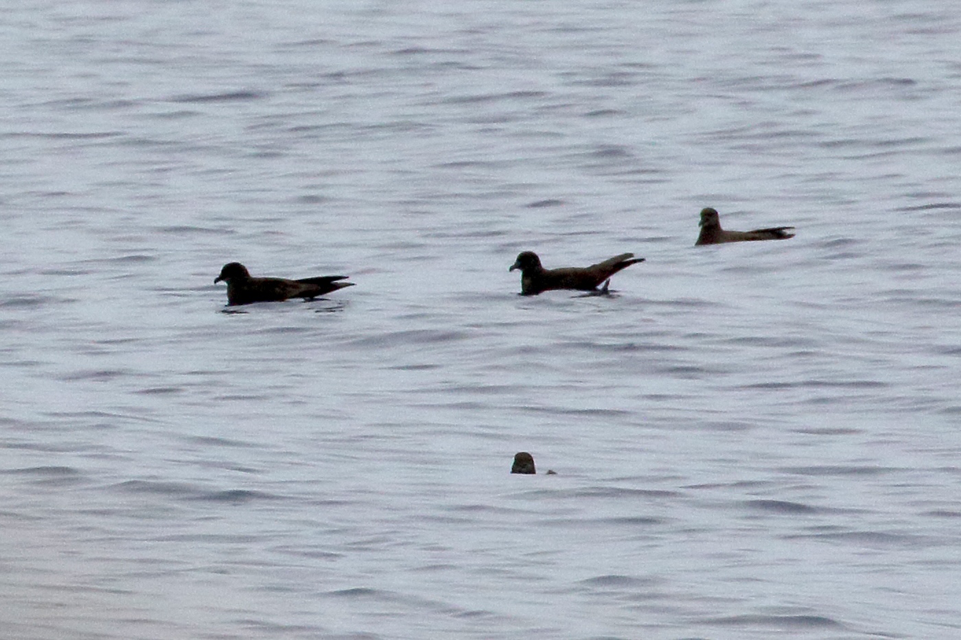 petrel_de_bulwer_-_bulweria_bulwerii1md