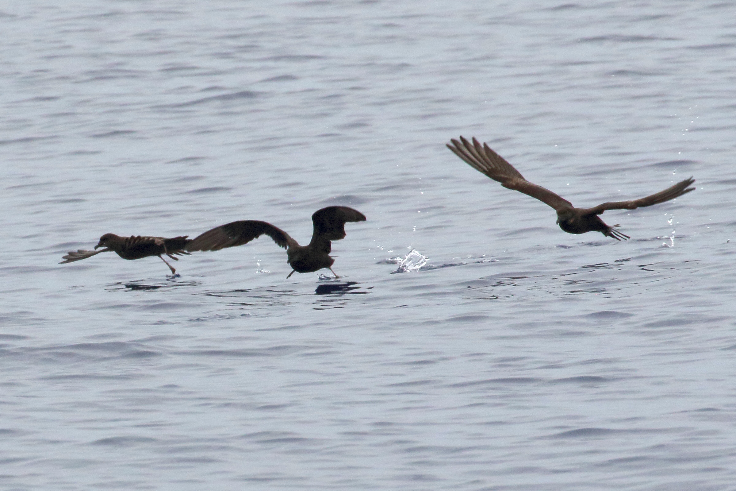petrel_de_bulwer_-_bulweria_bulwerii2md