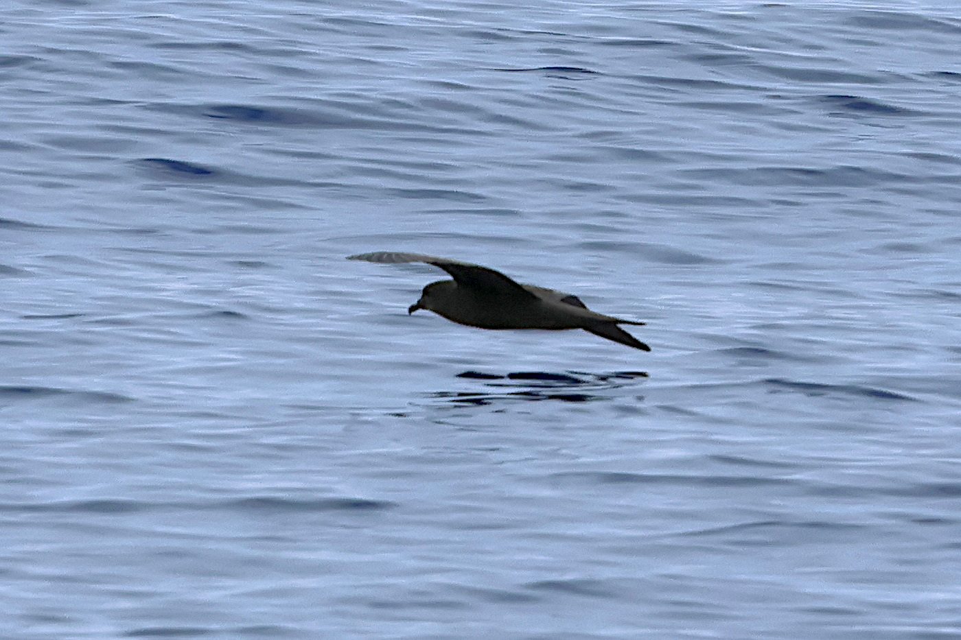 petrel_de_bulwer_-_bulweria_bulwerii3bd