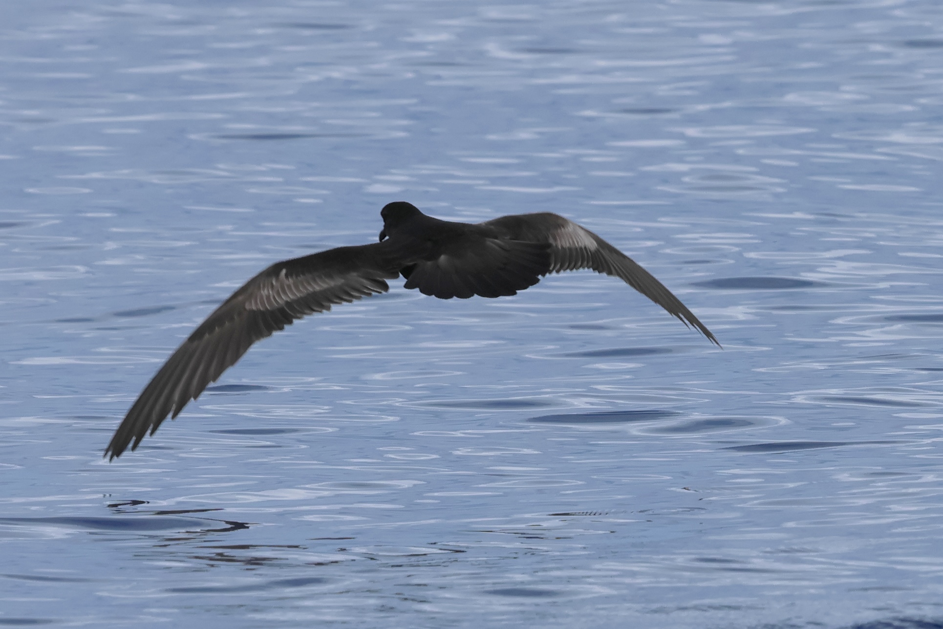 petrel_de_bulwer_-_bulweria_bulwerii4bd