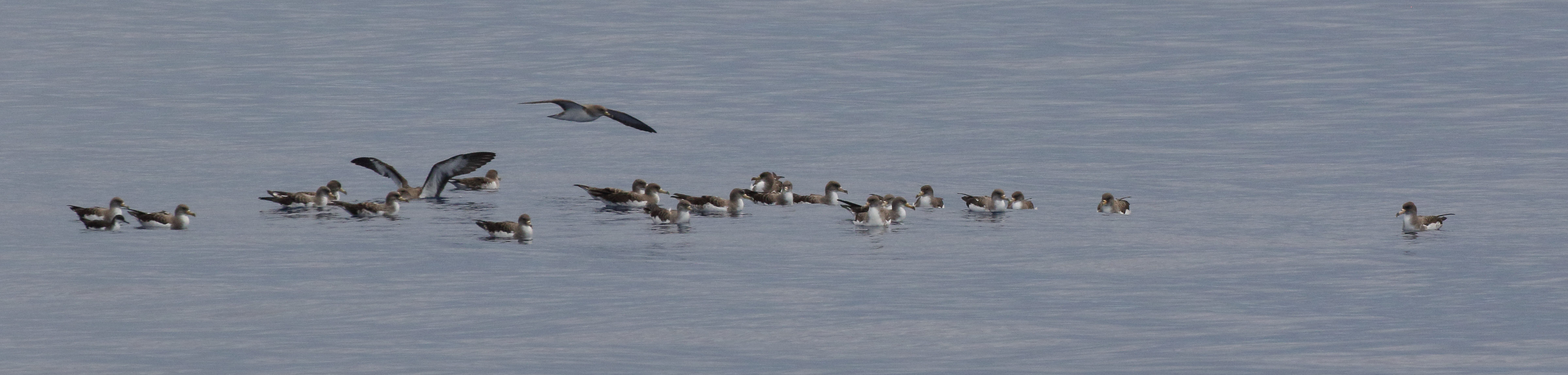 Afficher le média puffin_cendre_-_calonectris_borealis1md puffin_cendre_-_calonectris_borealis1md