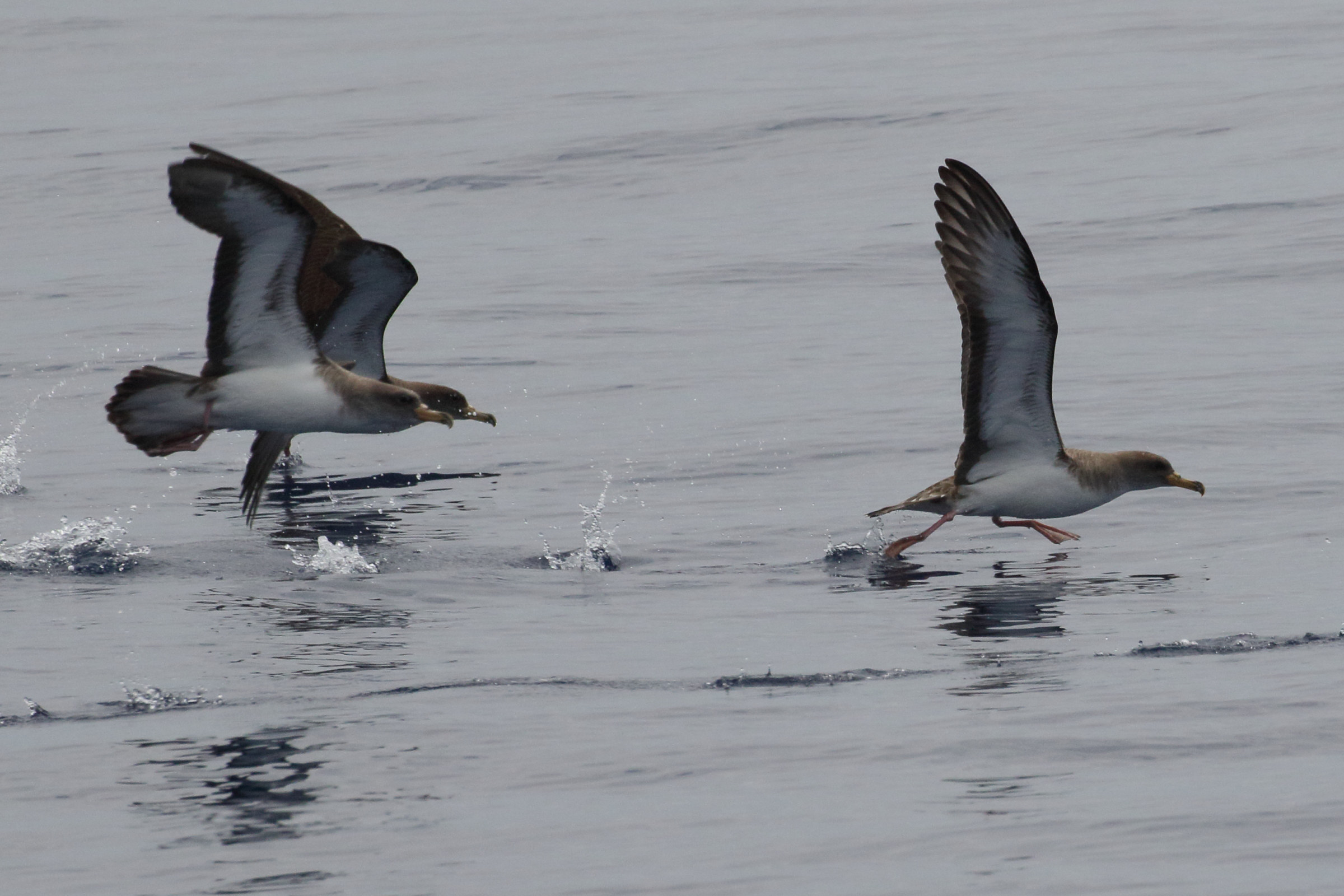 Afficher le média puffin_cendre_-_calonectris_borealis2mdjpg puffin_cendre_-_calonectris_borealis2mdjpg