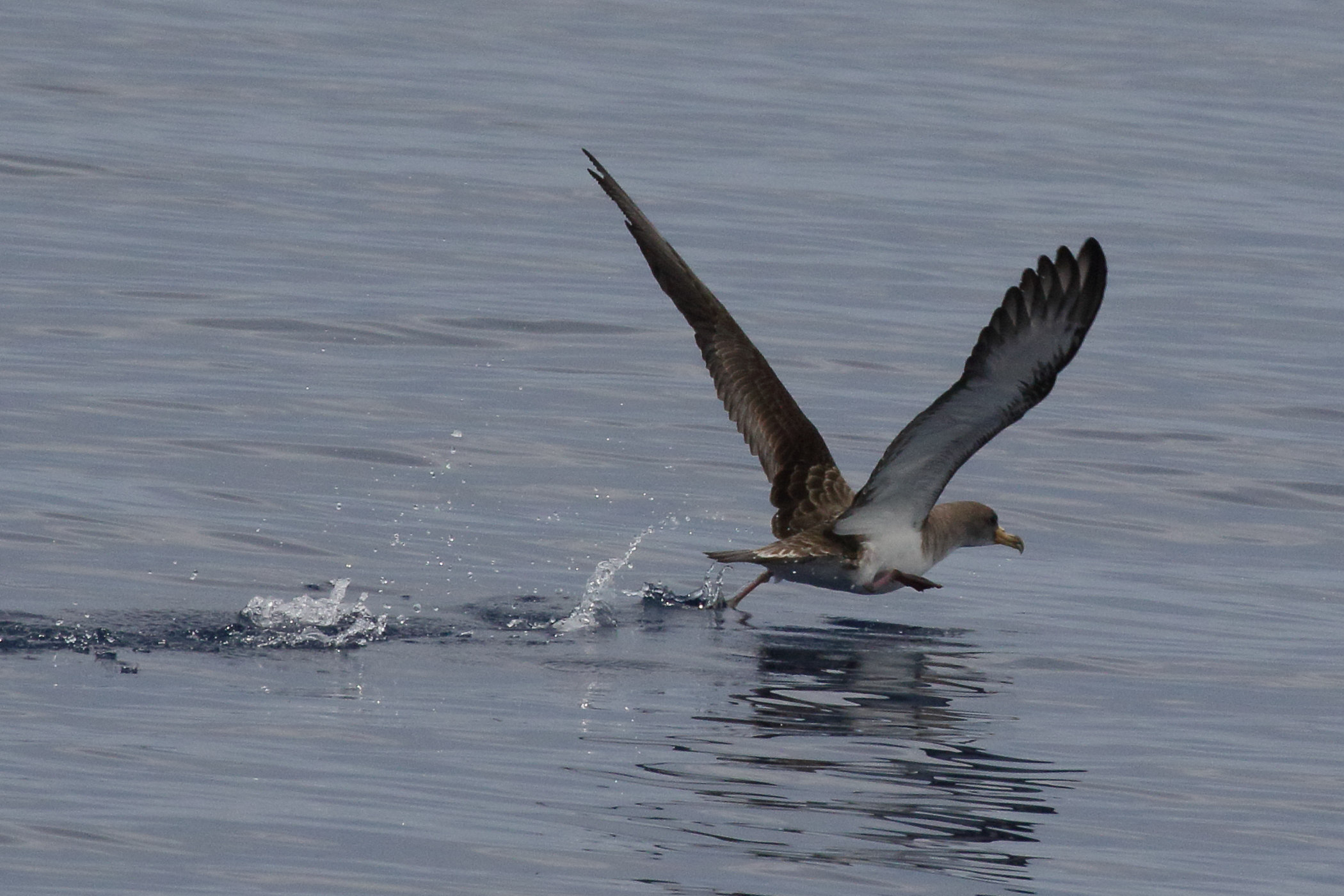 Afficher le média puffin_cendre_-_calonectris_borealis3md puffin_cendre_-_calonectris_borealis3md