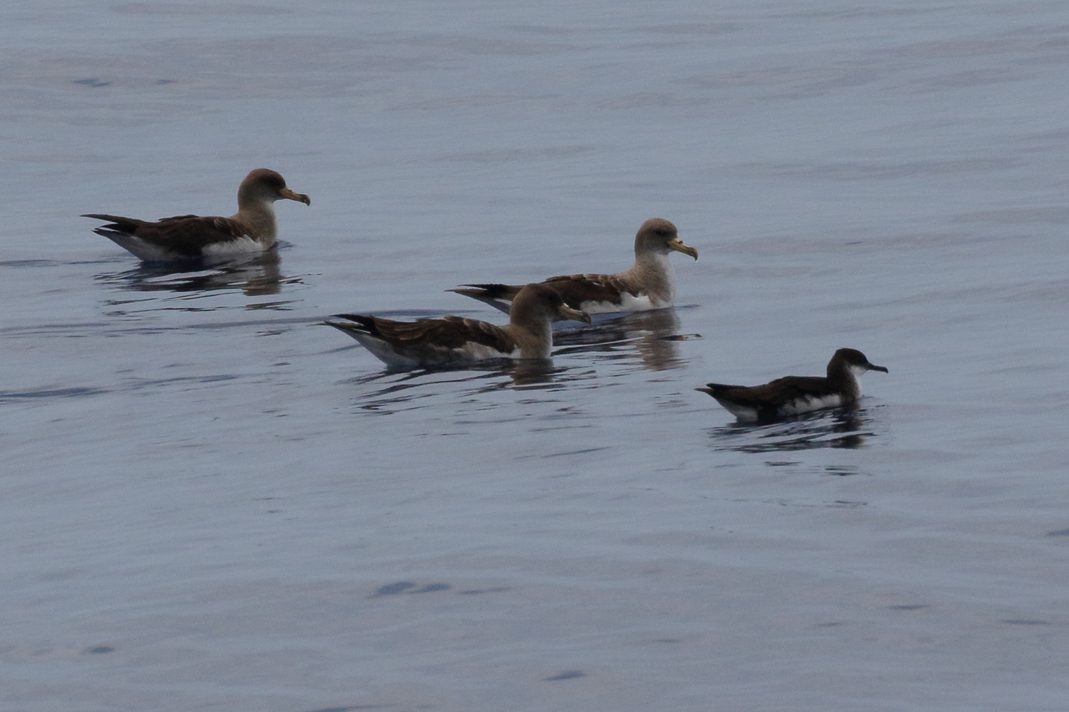 Afficher le média puffin_cendre_et_puffin_des_anglais1md puffin_cendre_et_puffin_des_anglais1md