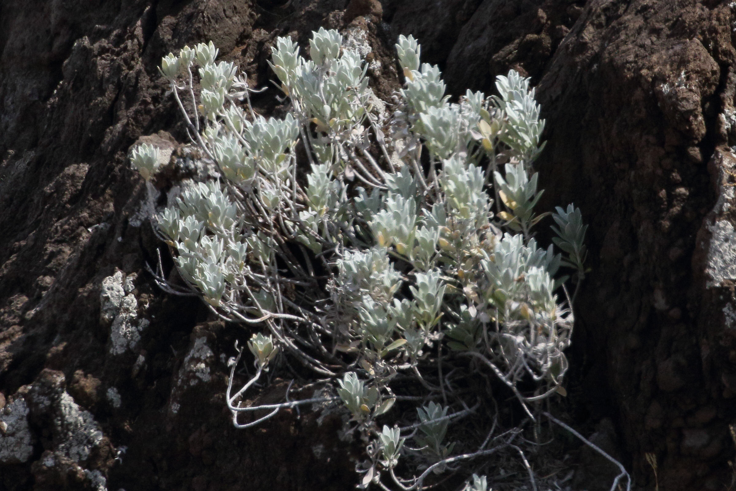 Afficher le média helichrysum_obconicum1md helichrysum_obconicum1md