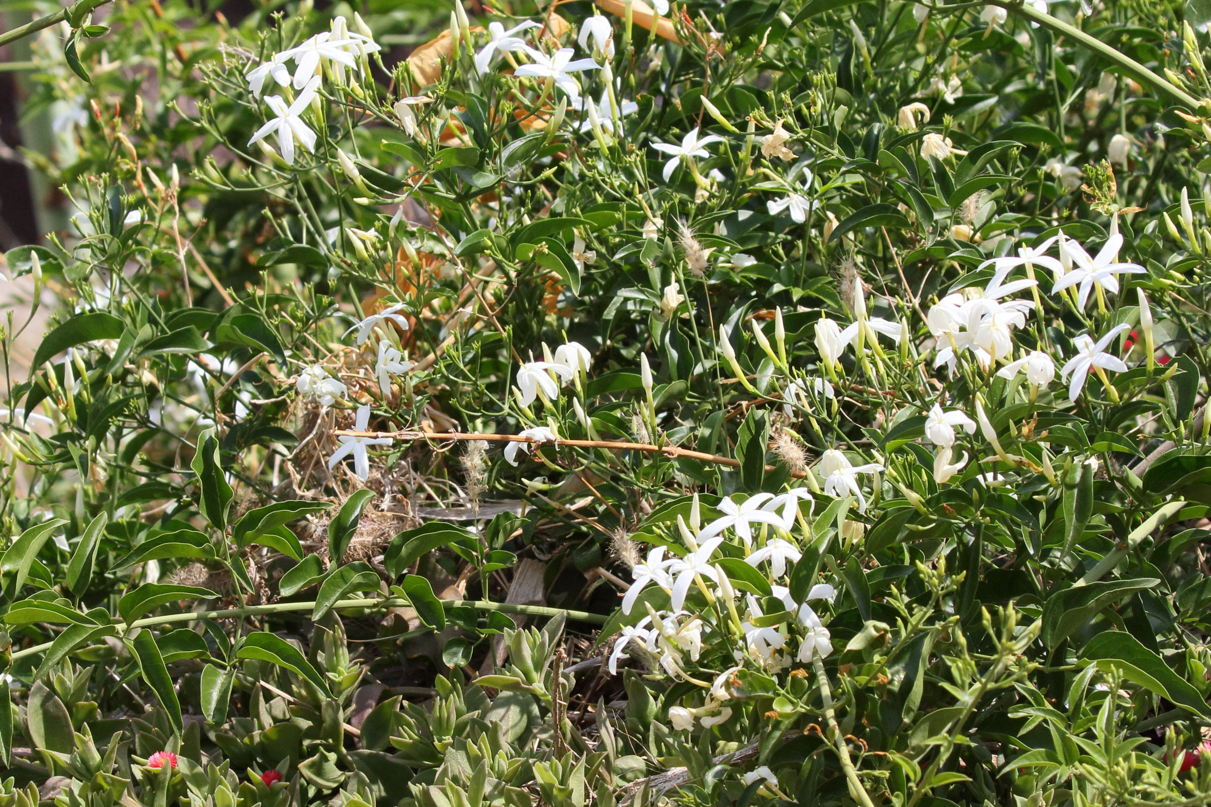 jasminum_azoricum2md