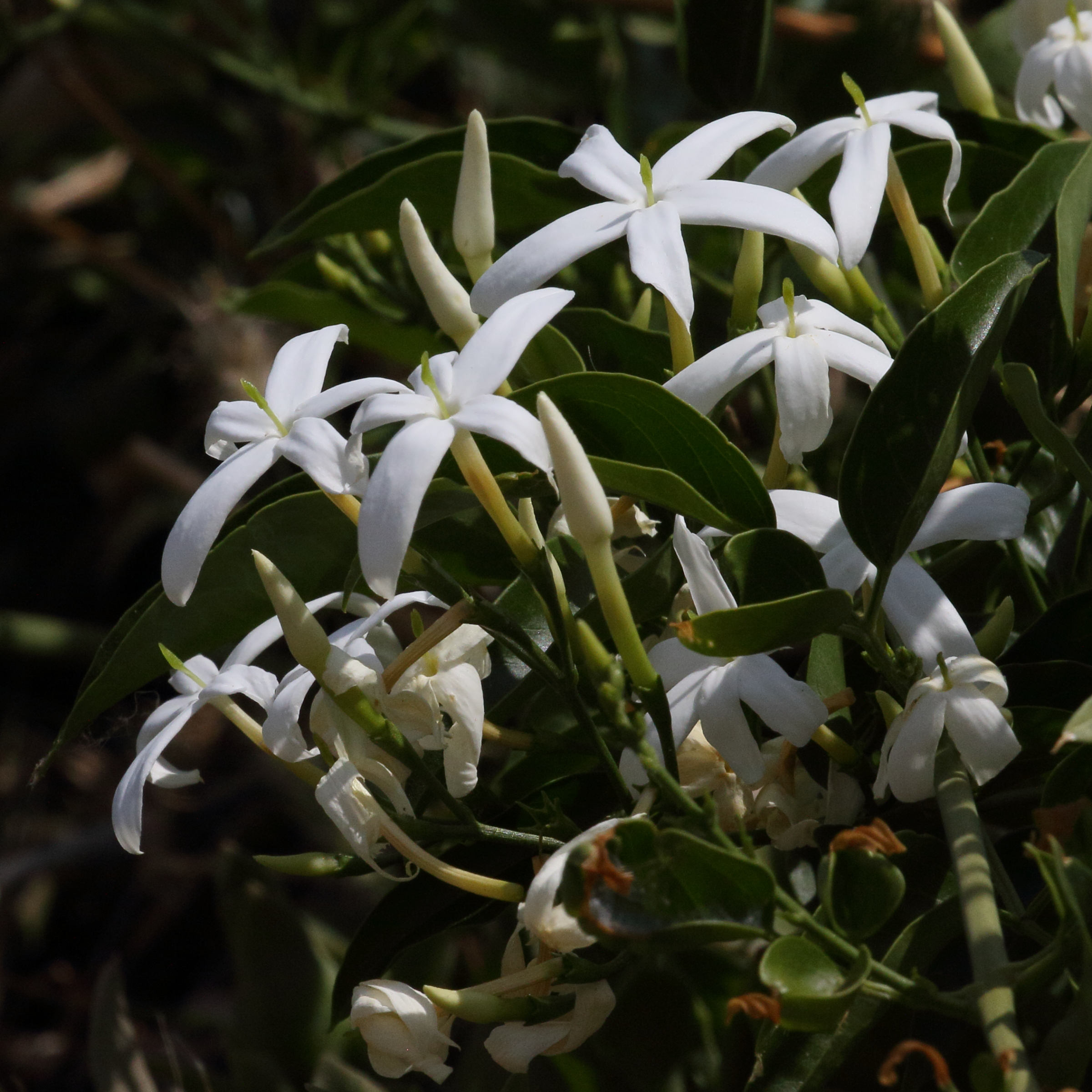 jasminum_azoricum3md