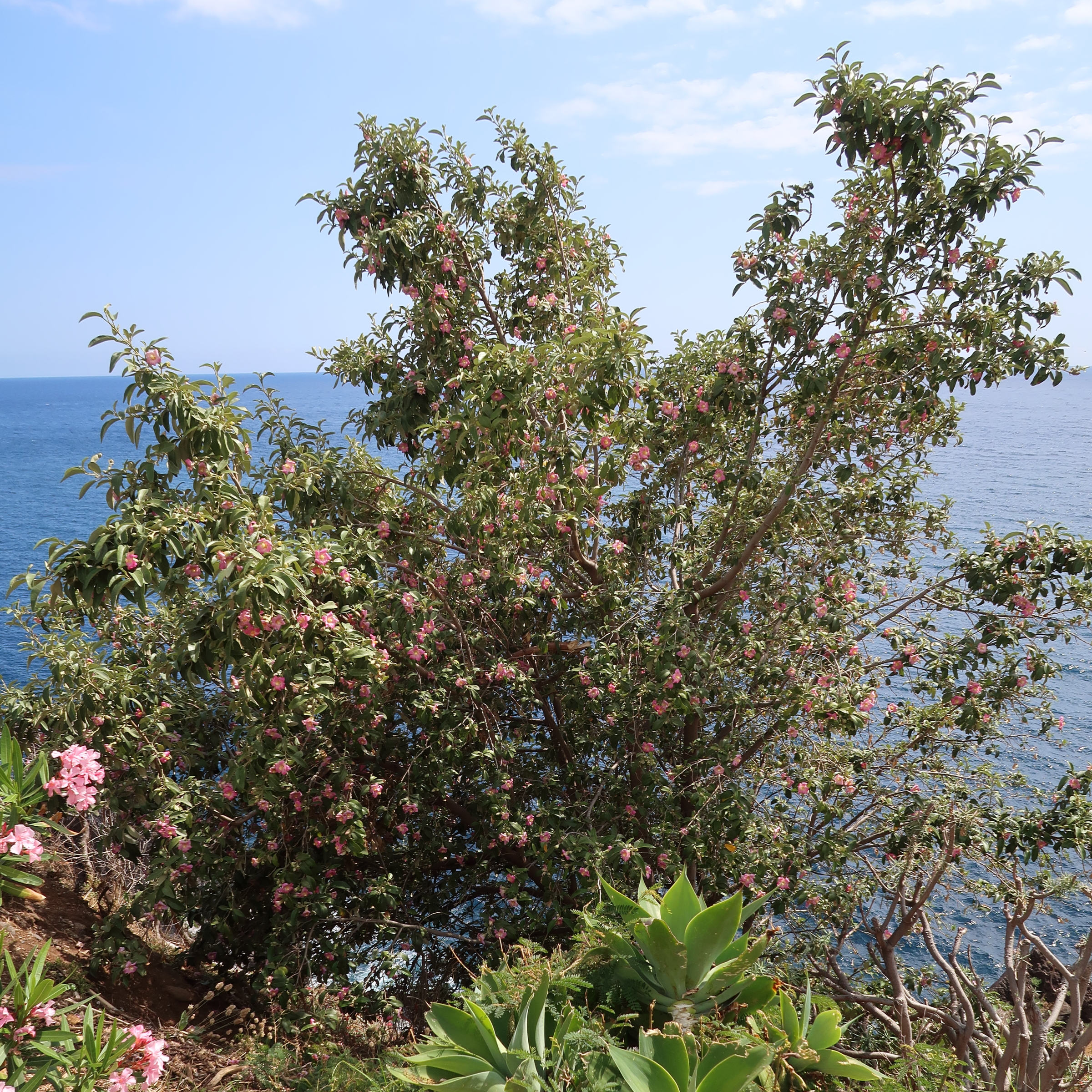 lagunaria_patersonii7md