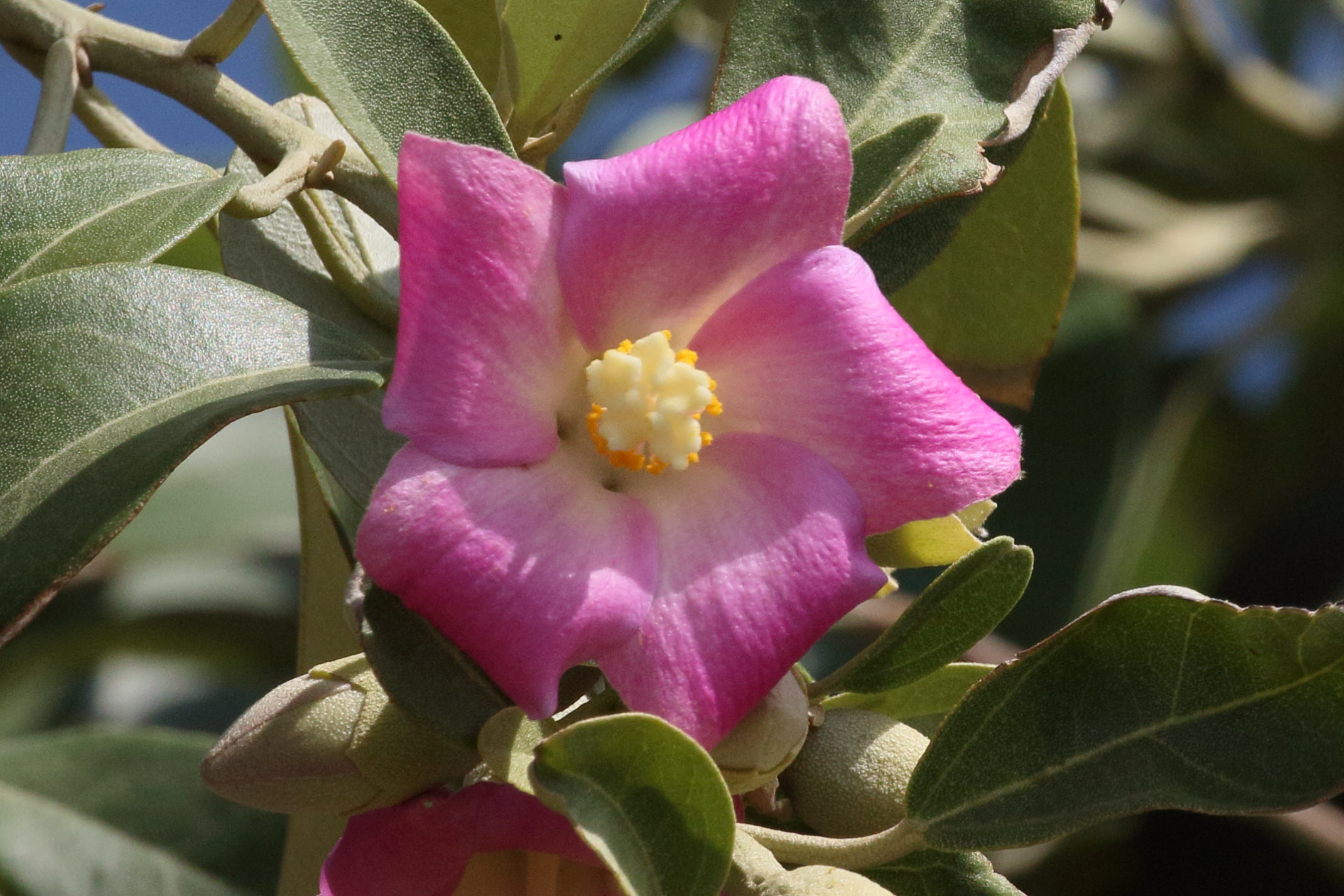 lagunaria_patersonii8md