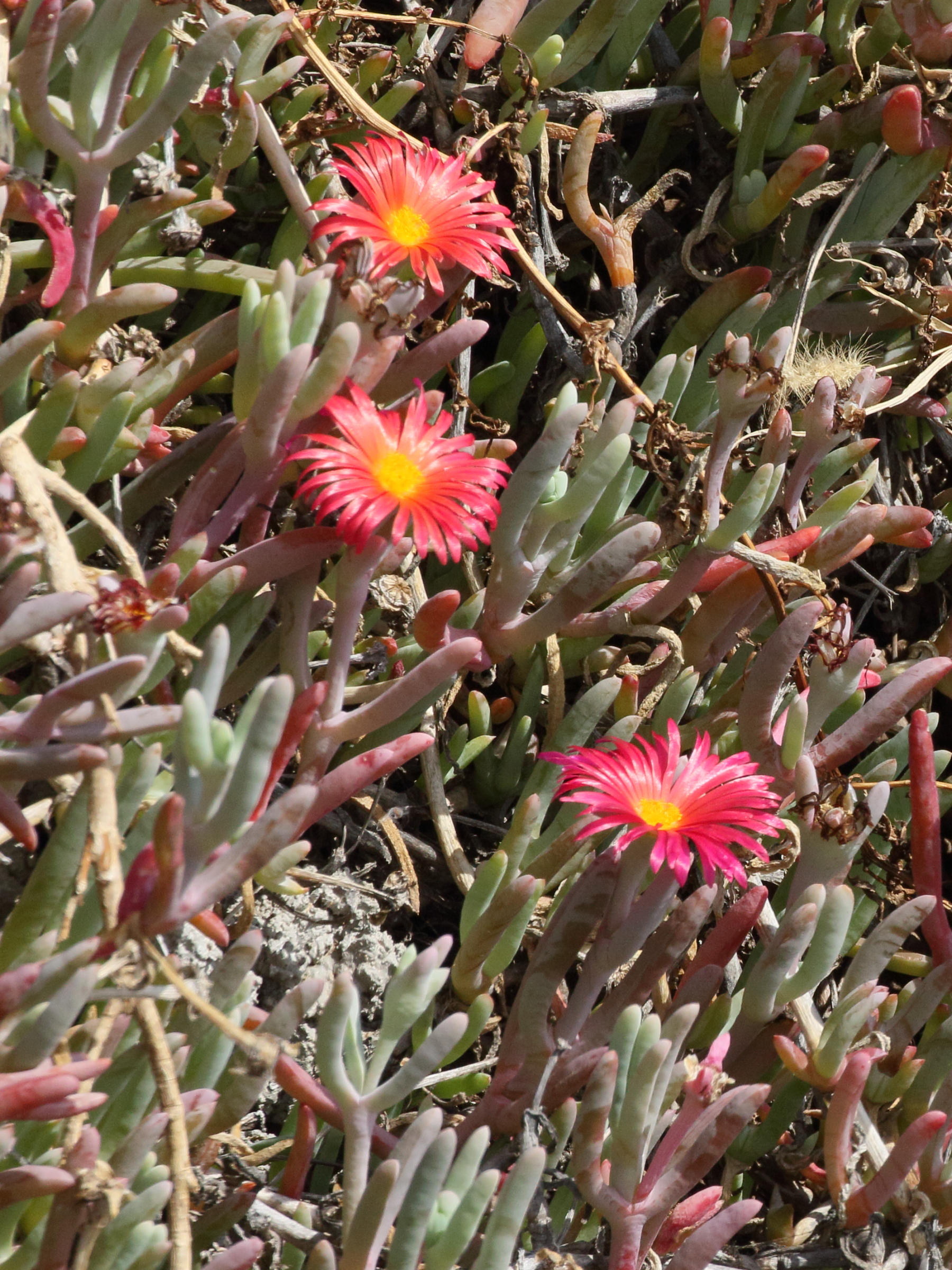 Afficher le média malephora_crocea5md malephora_crocea5md