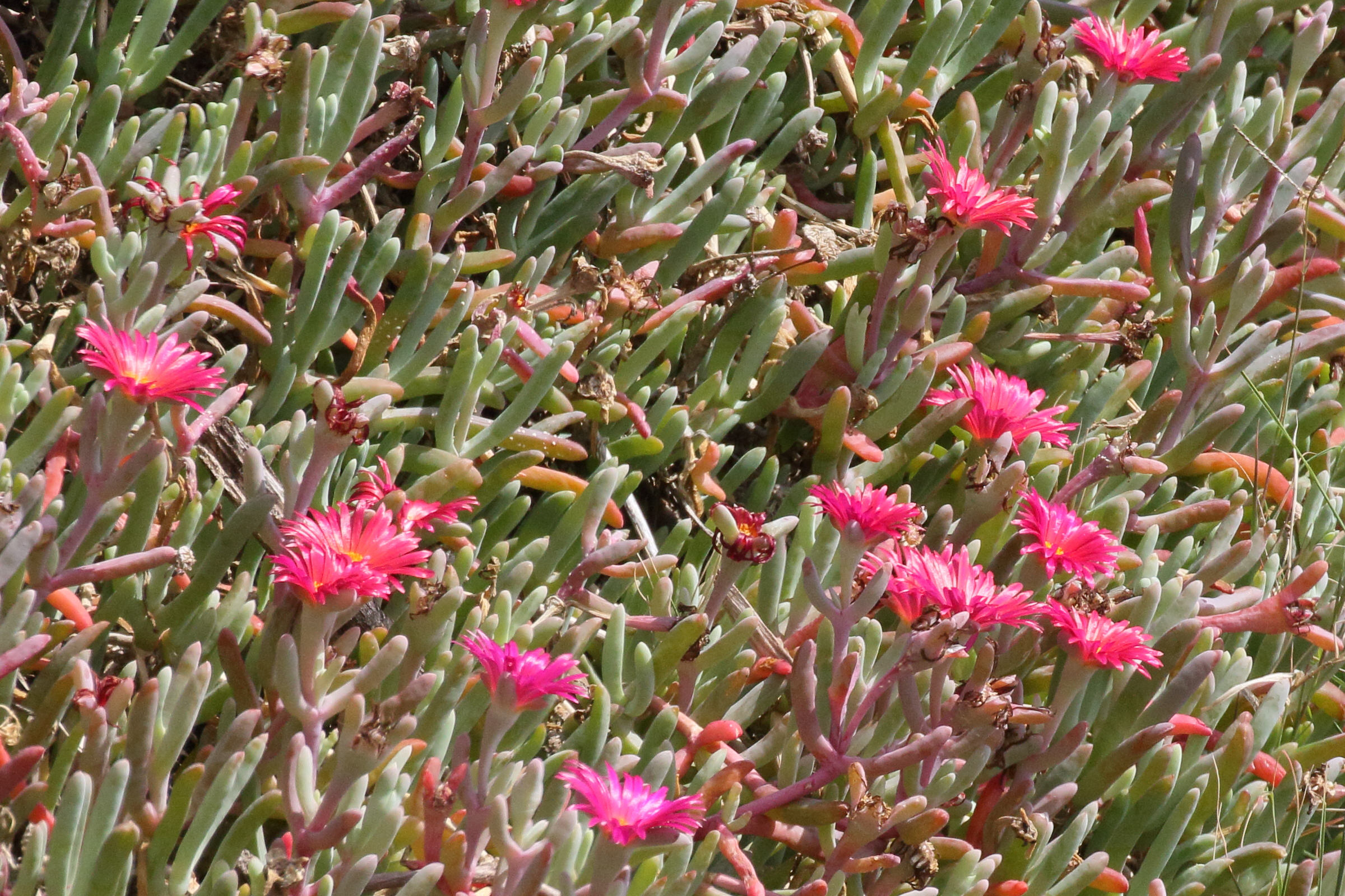 Afficher le média malephora_crocea6md malephora_crocea6md