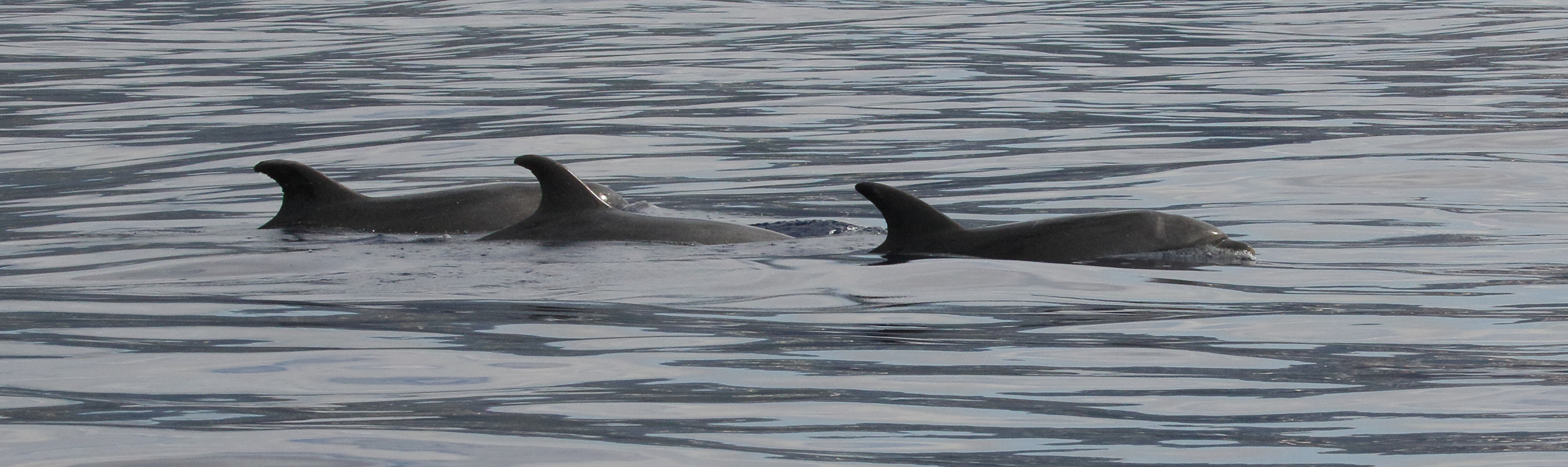 Afficher le média tursiops_truncatus4md tursiops_truncatus4md