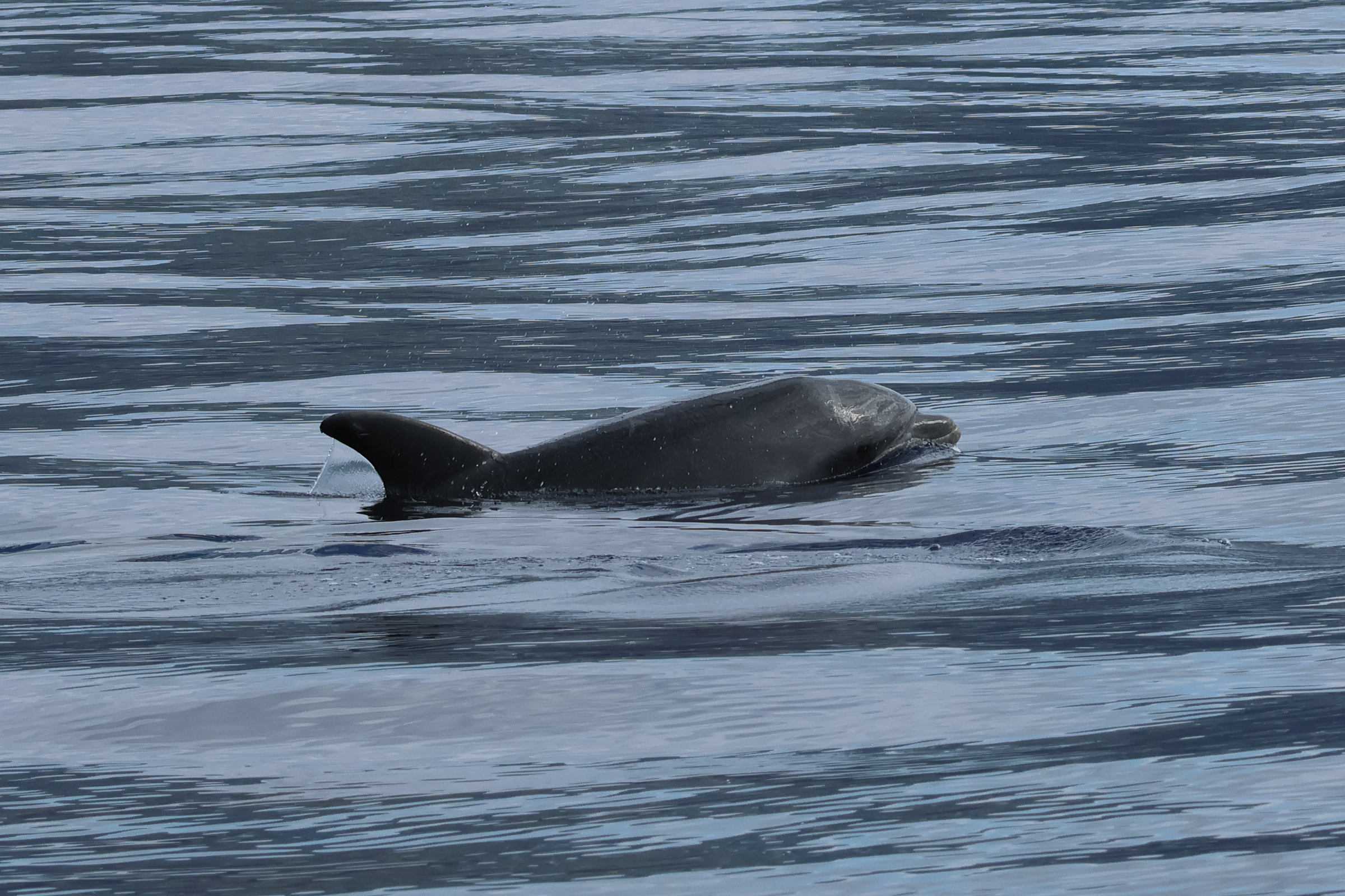 Afficher le média tursiops_truncatus5bd tursiops_truncatus5bd