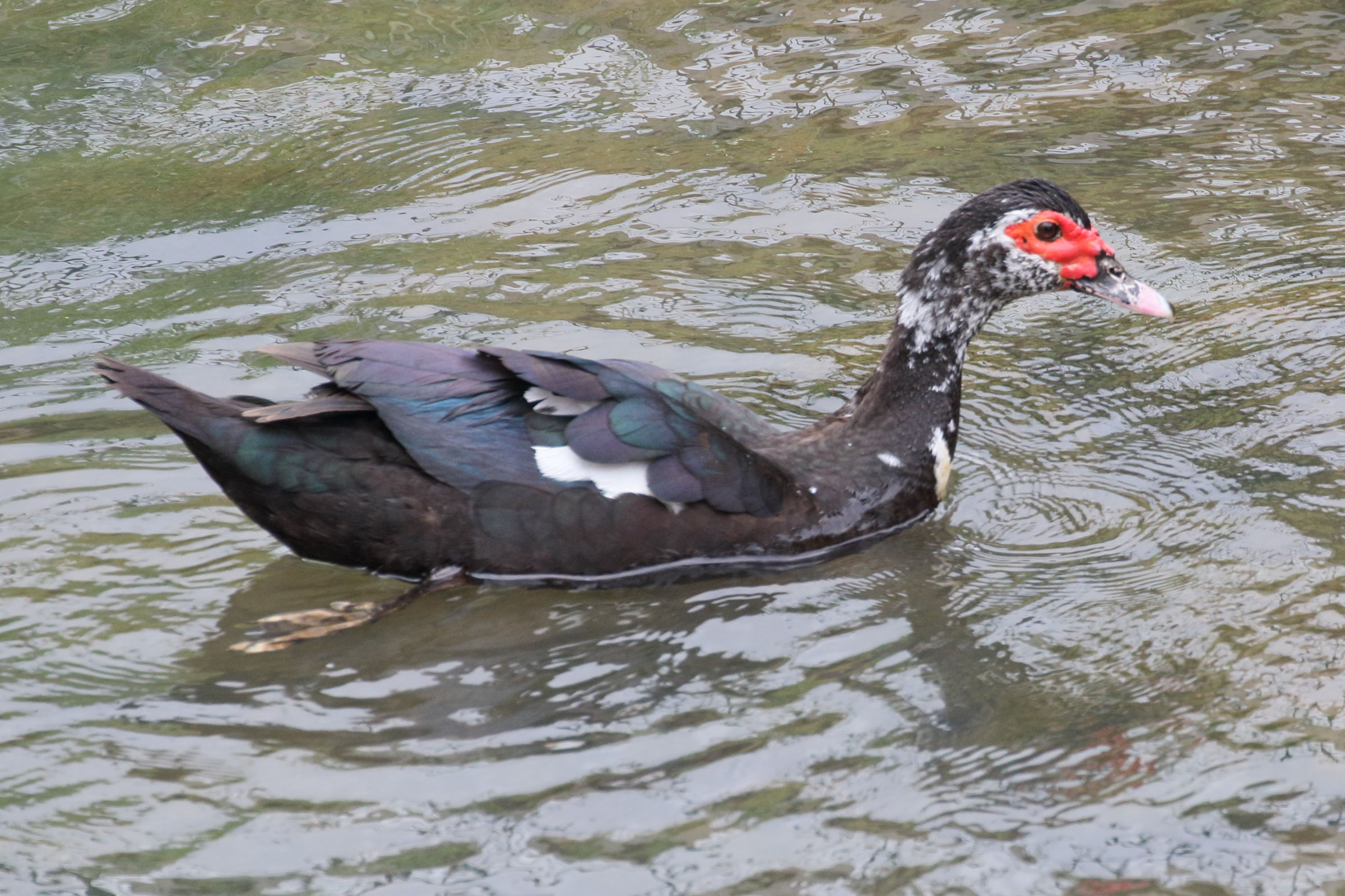 canard_de_barbarie_-_cairina_moschata4md