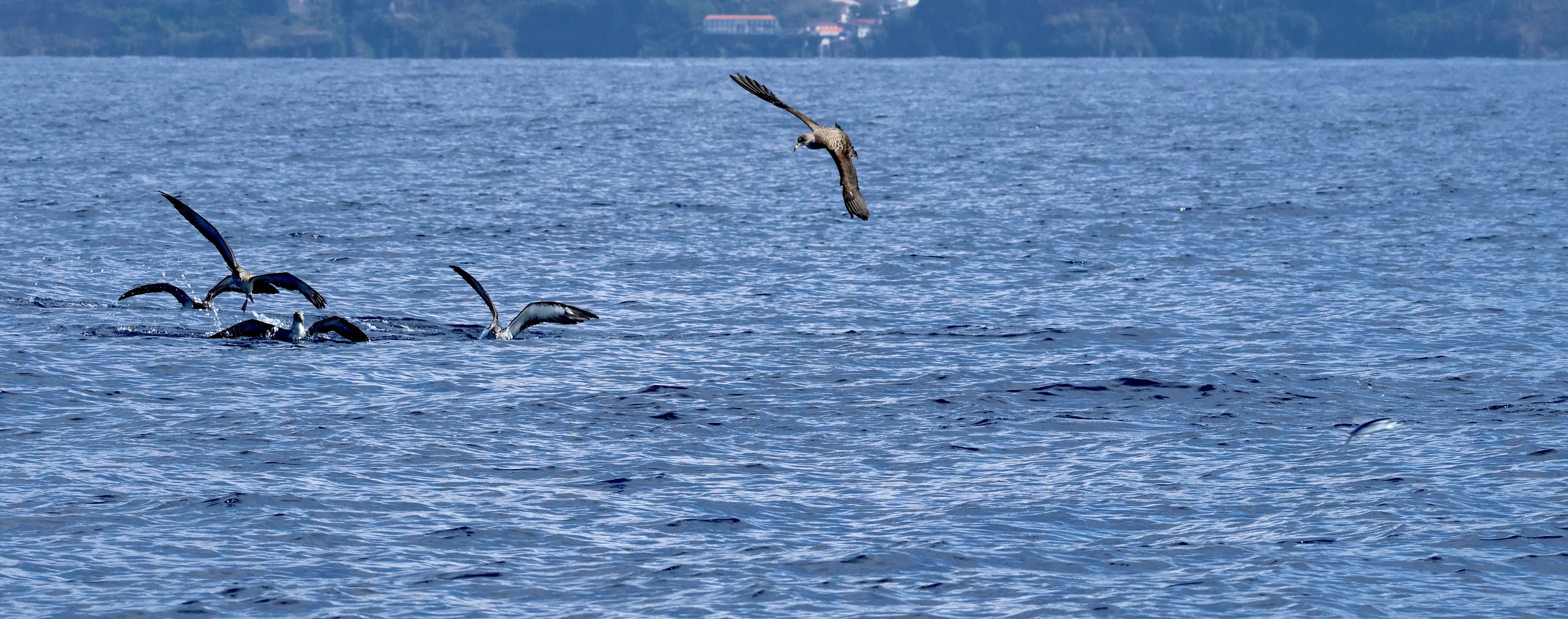 Afficher le média cheilopogon_melanurus1bd cheilopogon_melanurus1bd