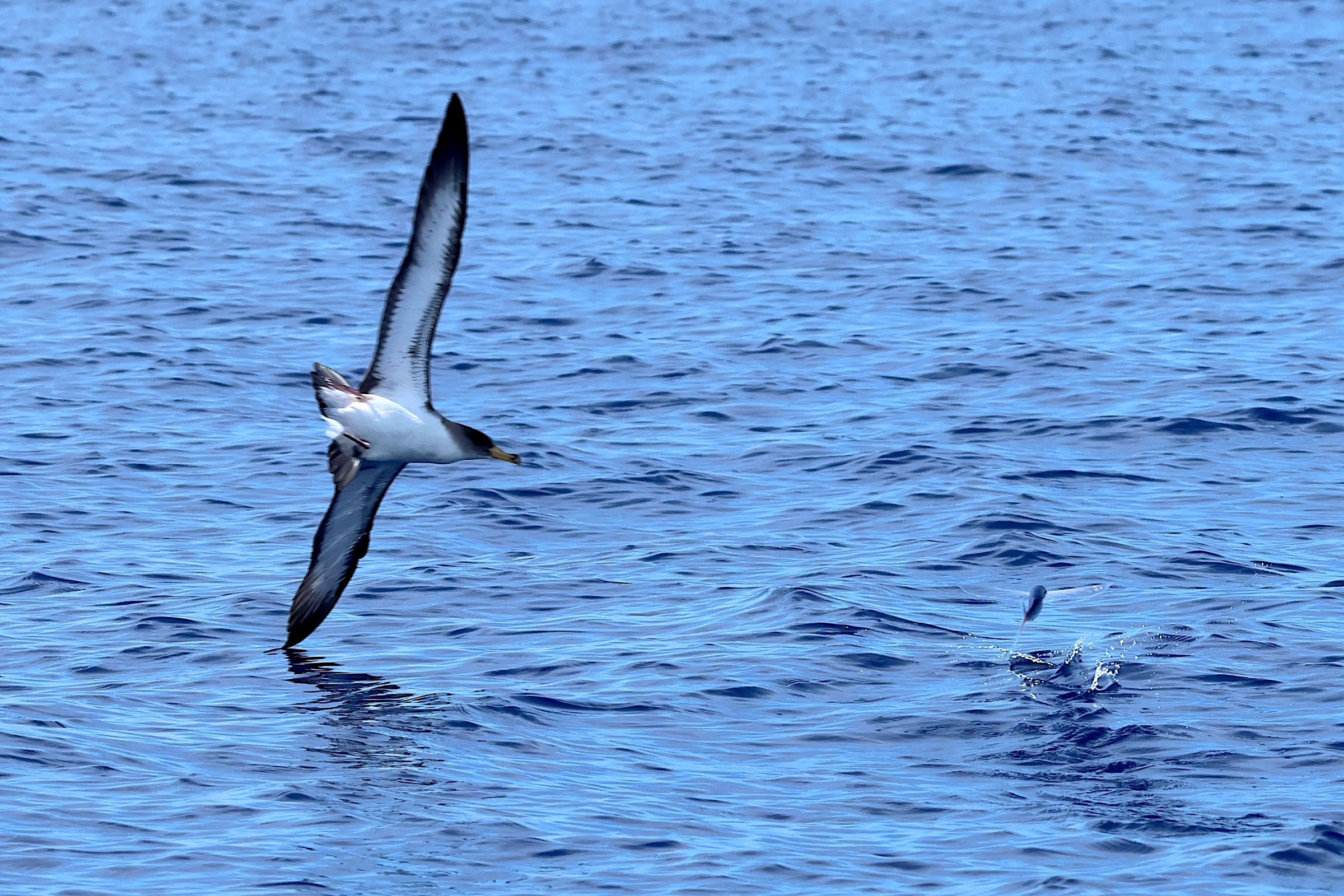 Afficher le média cheilopogon_melanurus2bd cheilopogon_melanurus2bd