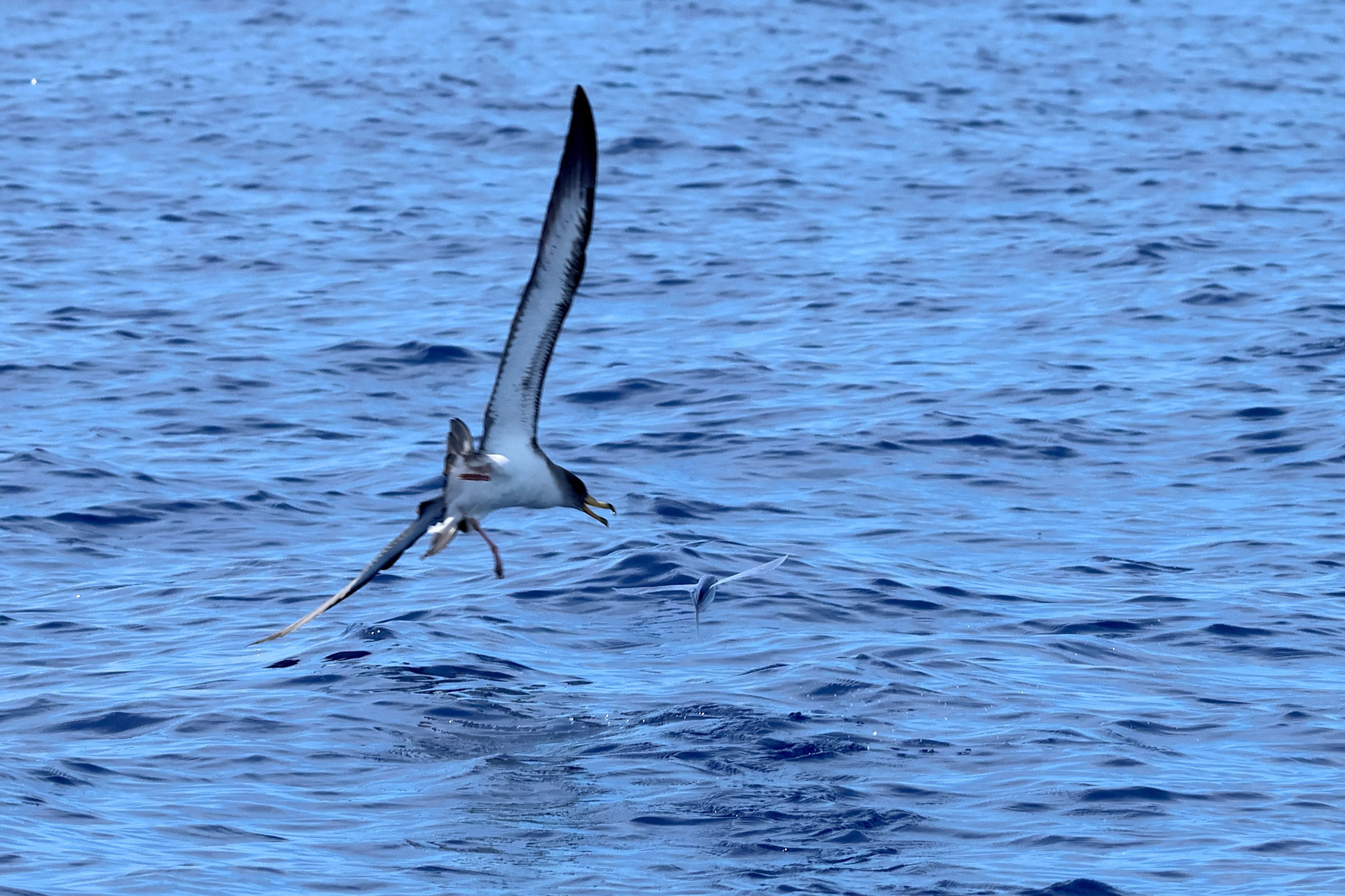 Afficher le média cheilopogon_melanurus3bd cheilopogon_melanurus3bd