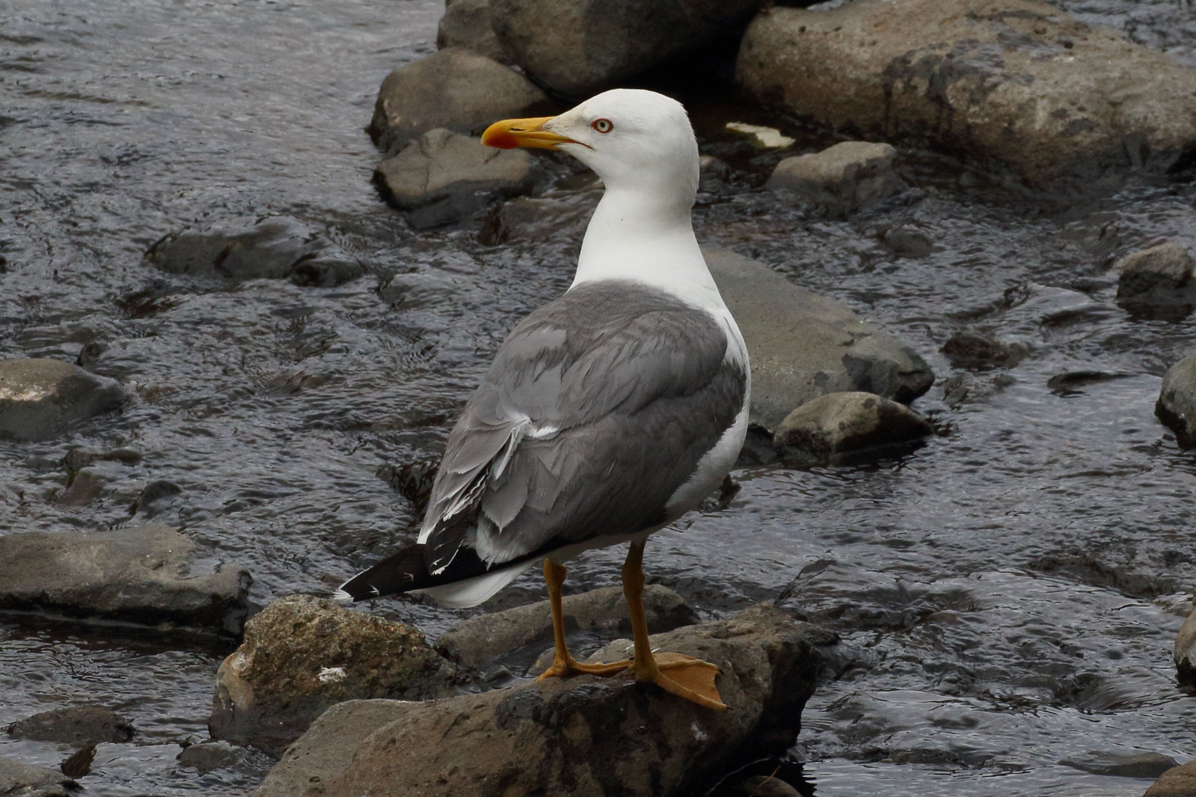 goeland_leucophee_atlantis_-_larus_michahellis_atlantis5md