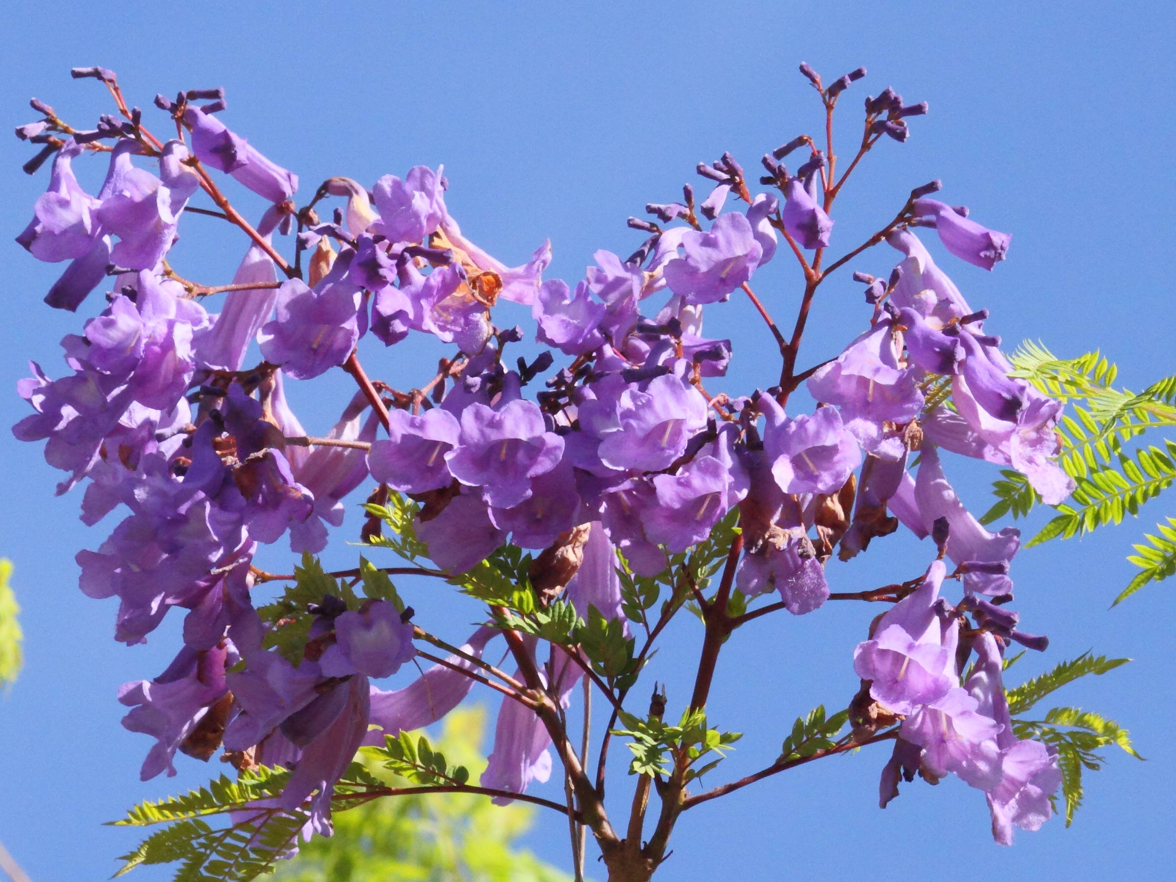 Afficher le média jacaranda_mimosifolia5bd jacaranda_mimosifolia5bd