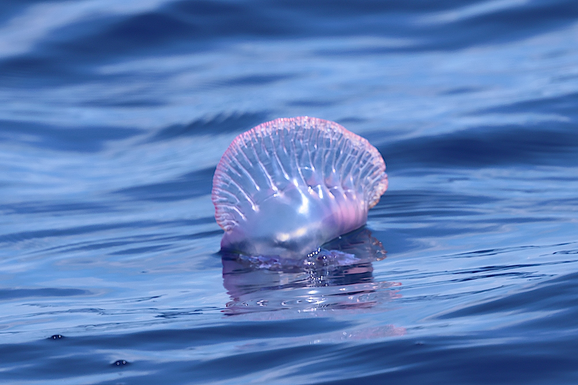 Afficher le média physalia_physalis1bd physalia_physalis1bd