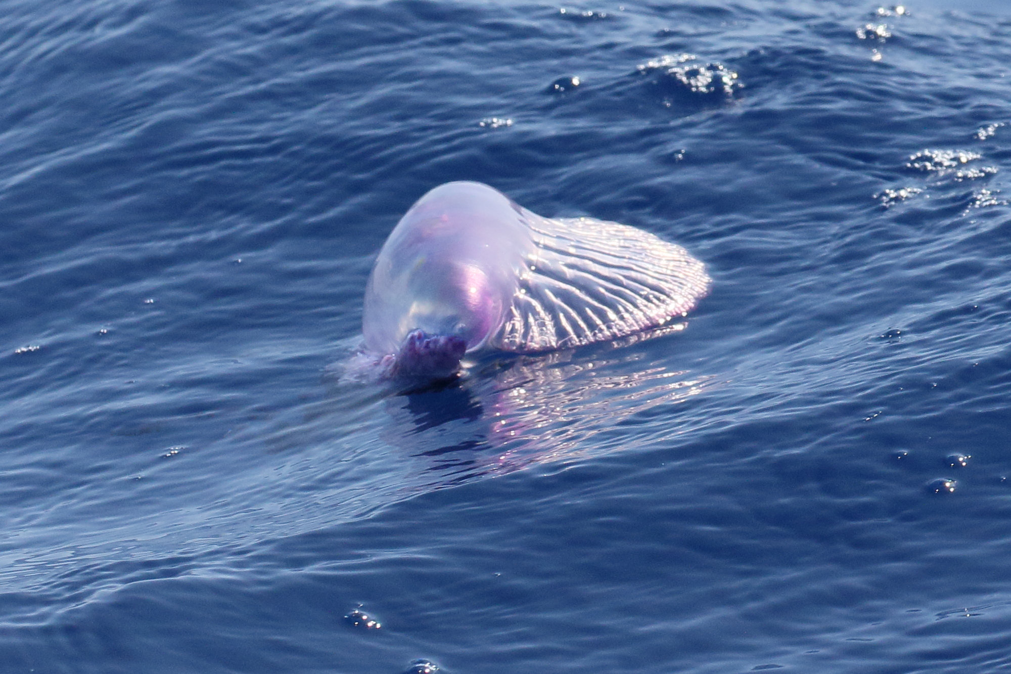 Afficher le média physalia_physalis2md physalia_physalis2md