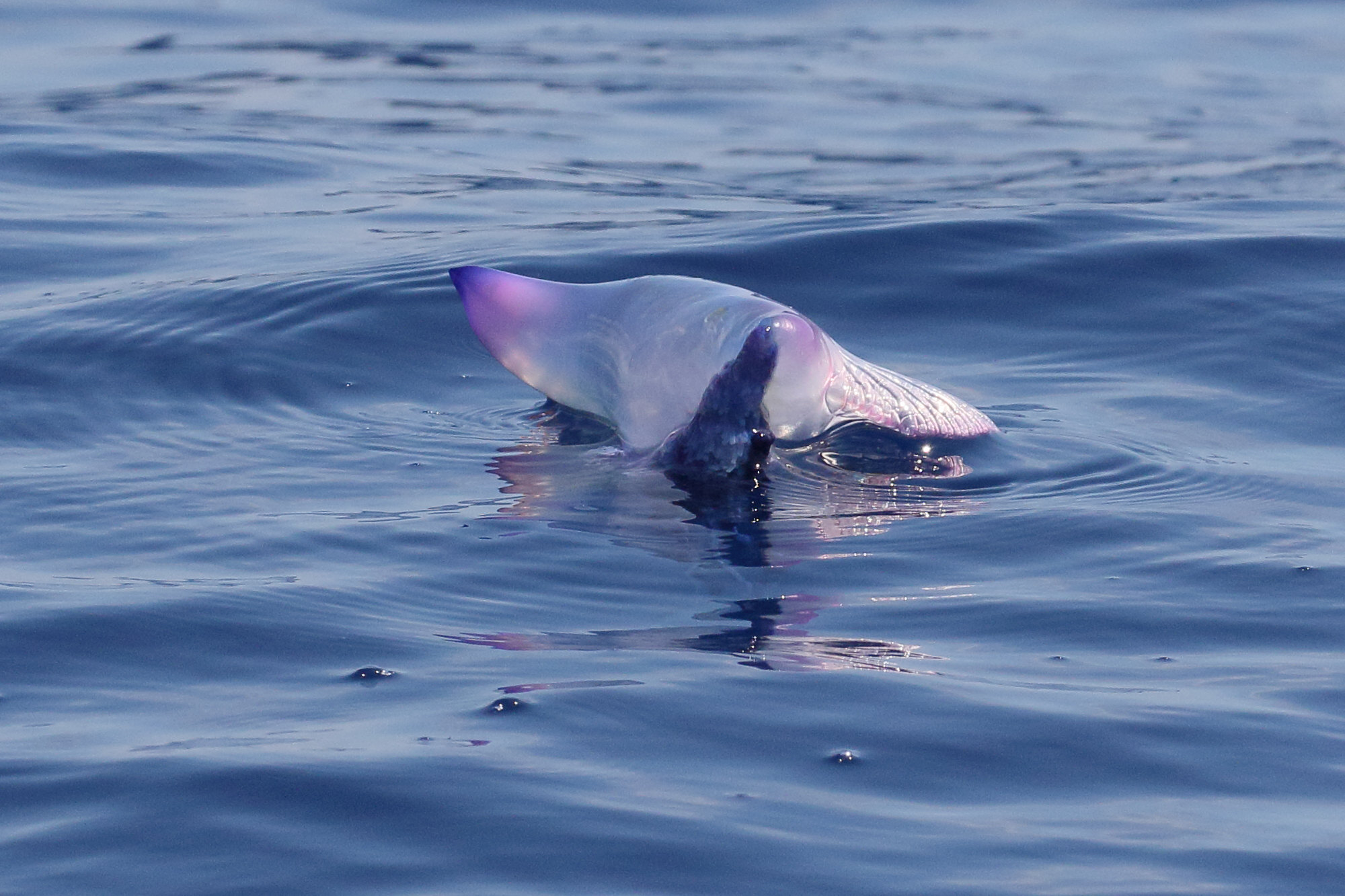 Afficher le média physalia_physalis3md physalia_physalis3md