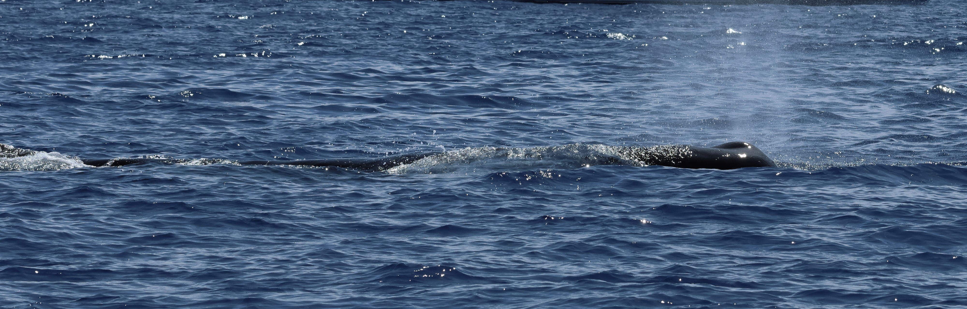 physeter_macrocephalus2bd