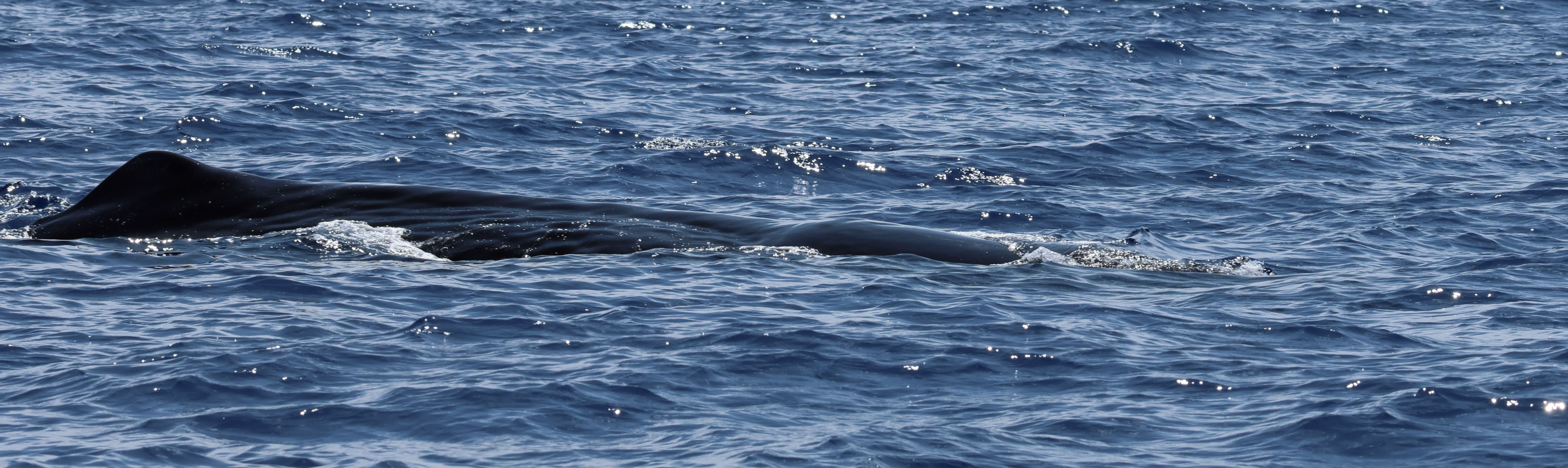 physeter_macrocephalus3bd