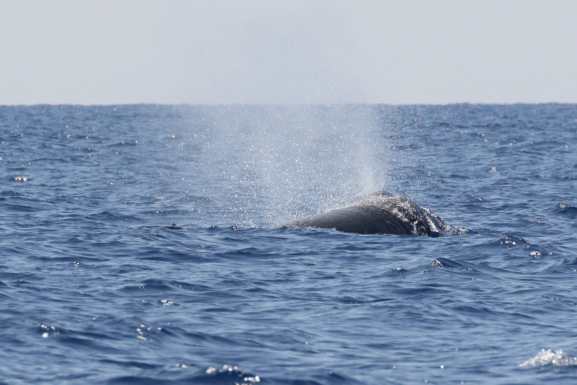 physeter_macrocephalus4md